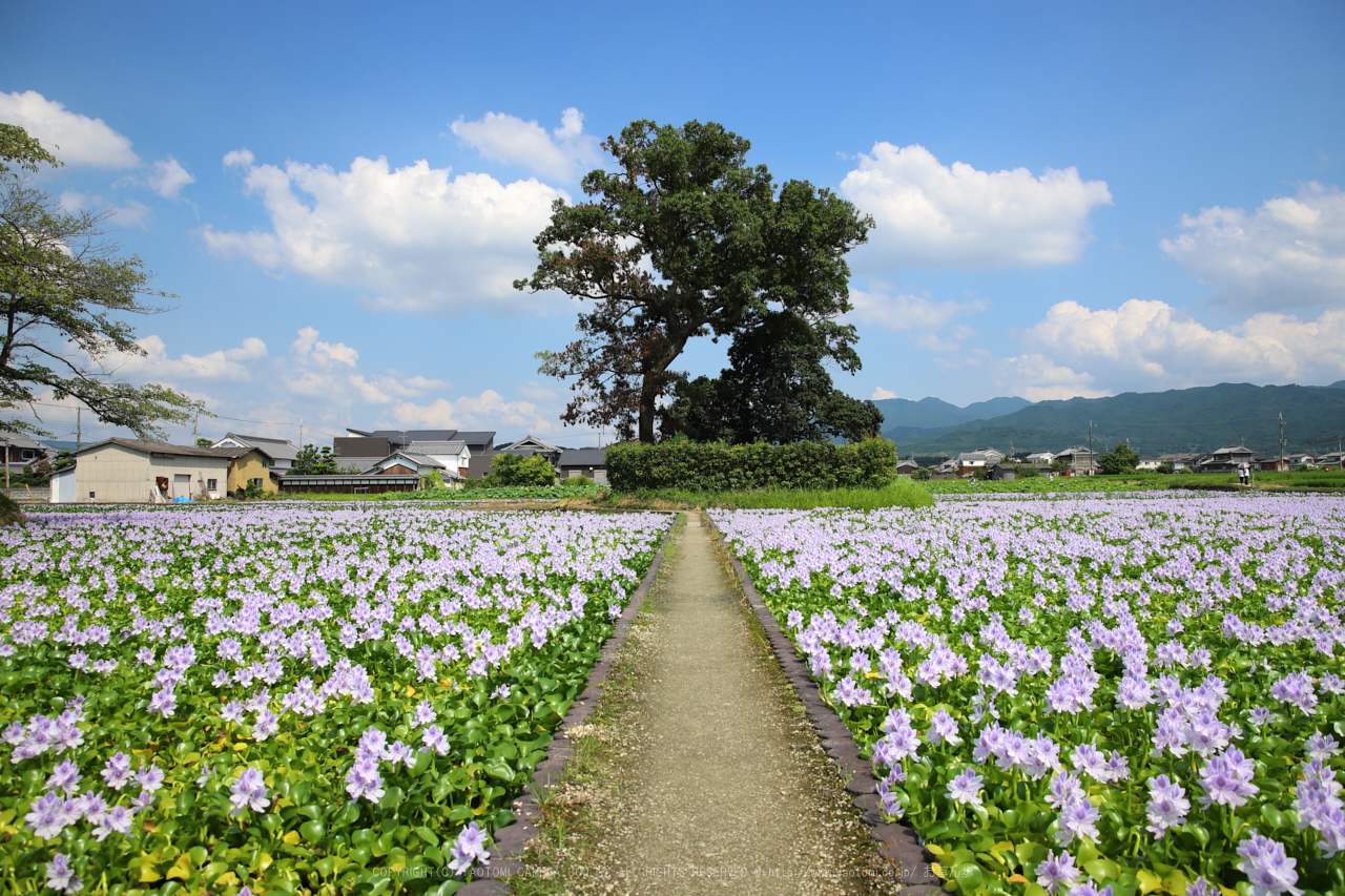 https://www.yaotomi.co.jp/blog/walk/IMG_2706dpp%2C24%20mm_2017%2817-08-19%29yaotomi.jpg