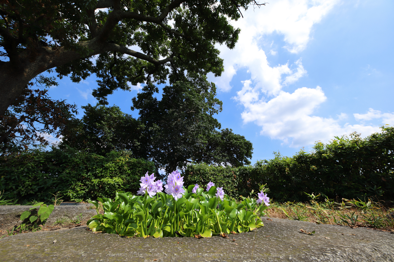 https://www.yaotomi.co.jp/blog/walk/IMG_2715dpp%2C12%20mm_2017%2817-08-19%29yaotomi.jpg