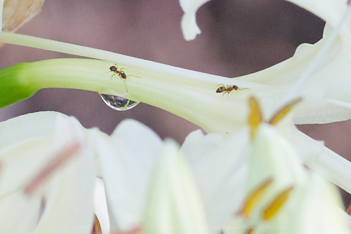 IMG_2726_172 mm(F6.3)iso250_2018yaotomi 2.jpg