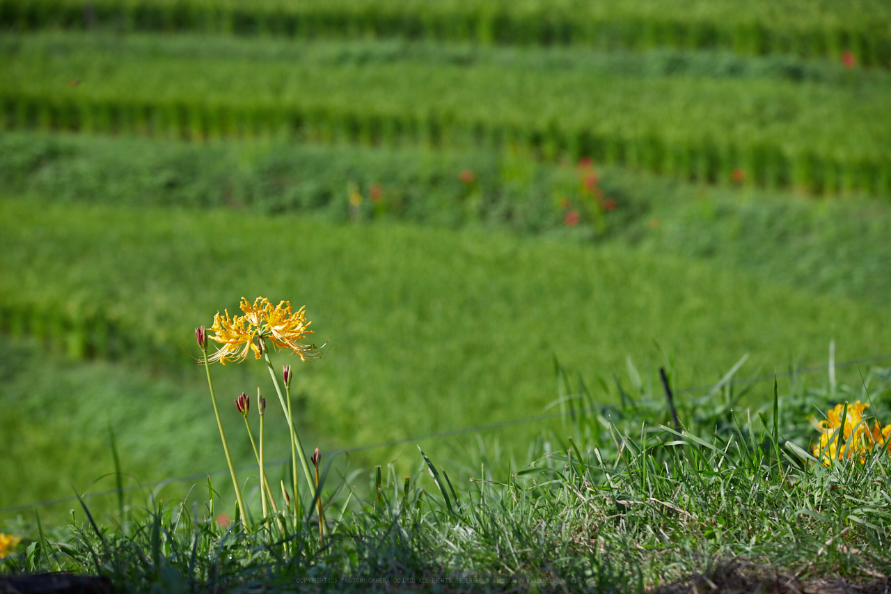 https://www.yaotomi.co.jp/blog/walk/IMG_2730_172%20mm%28F6.3%29iso100_2018yaotomi.jpg