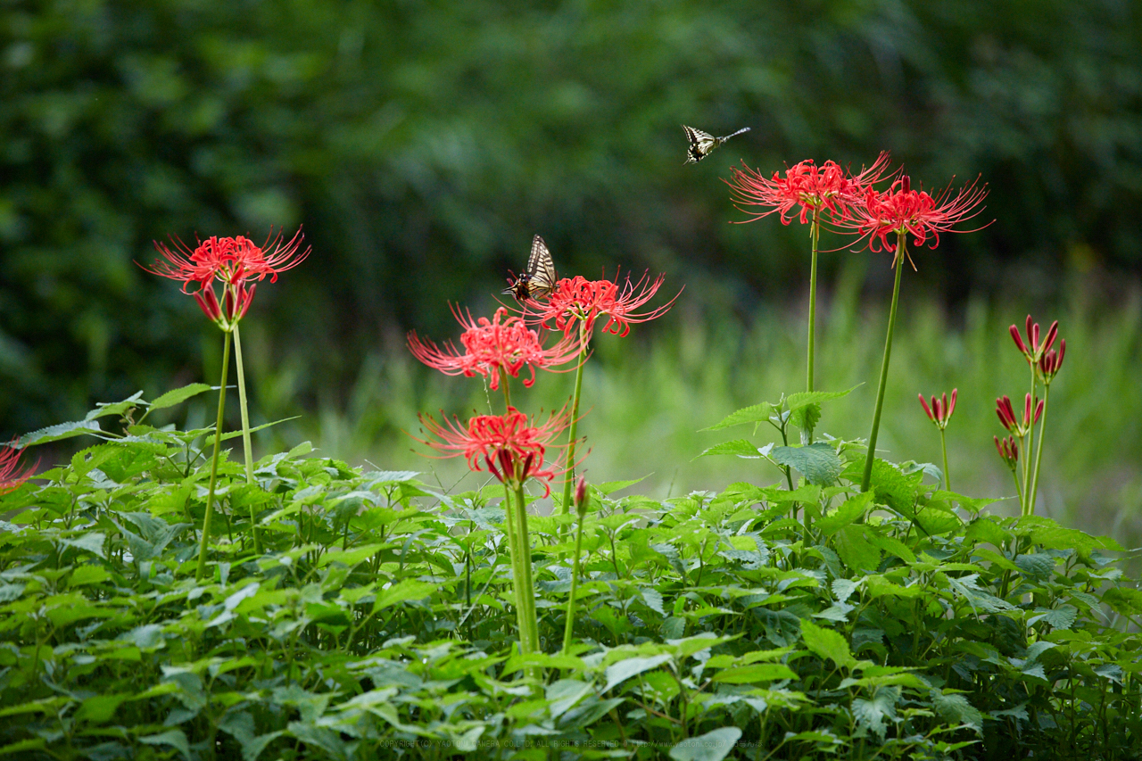 https://www.yaotomi.co.jp/blog/walk/IMG_2744_400%20mm%28F6.3%29iso3200_2018yaotomi.jpg