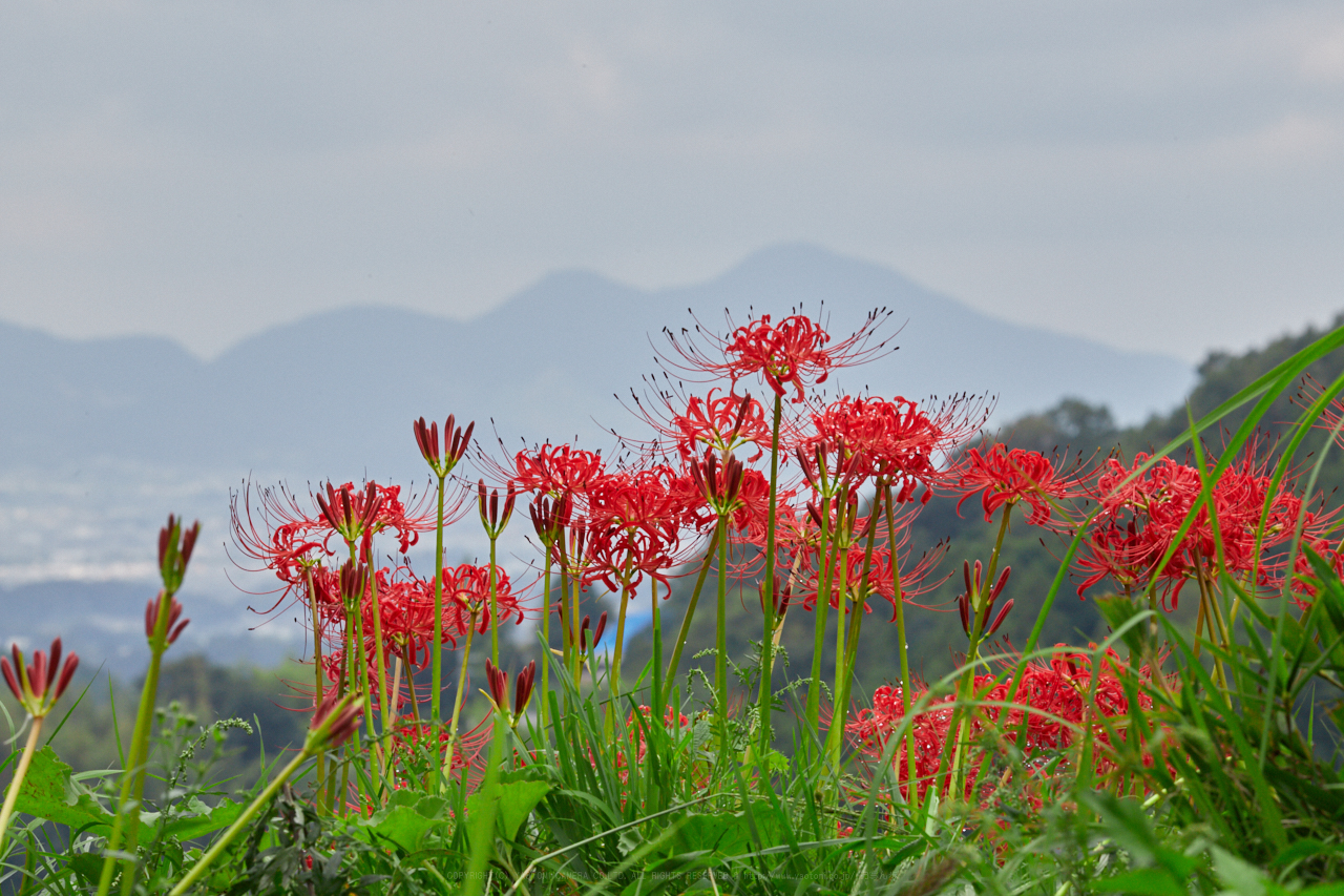 https://www.yaotomi.co.jp/blog/walk/IMG_2776_234%20mm%28F22%29iso800_2018yaotomi.jpg