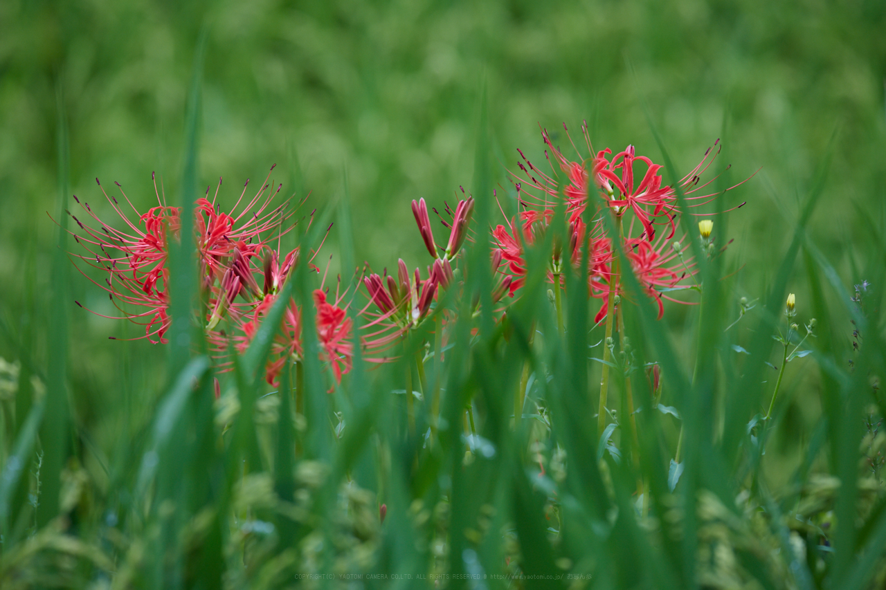 https://www.yaotomi.co.jp/blog/walk/IMG_2790_330%20mm%28F8%29iso160_2018yaotomi.jpg