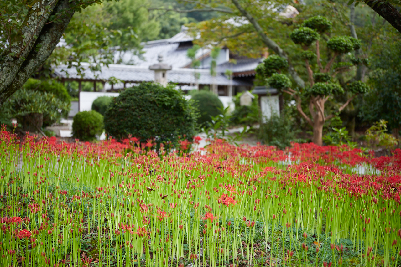 https://www.yaotomi.co.jp/blog/walk/IMG_2808_70%20mm%28F2.8%29iso100_2018yaotomi.jpg