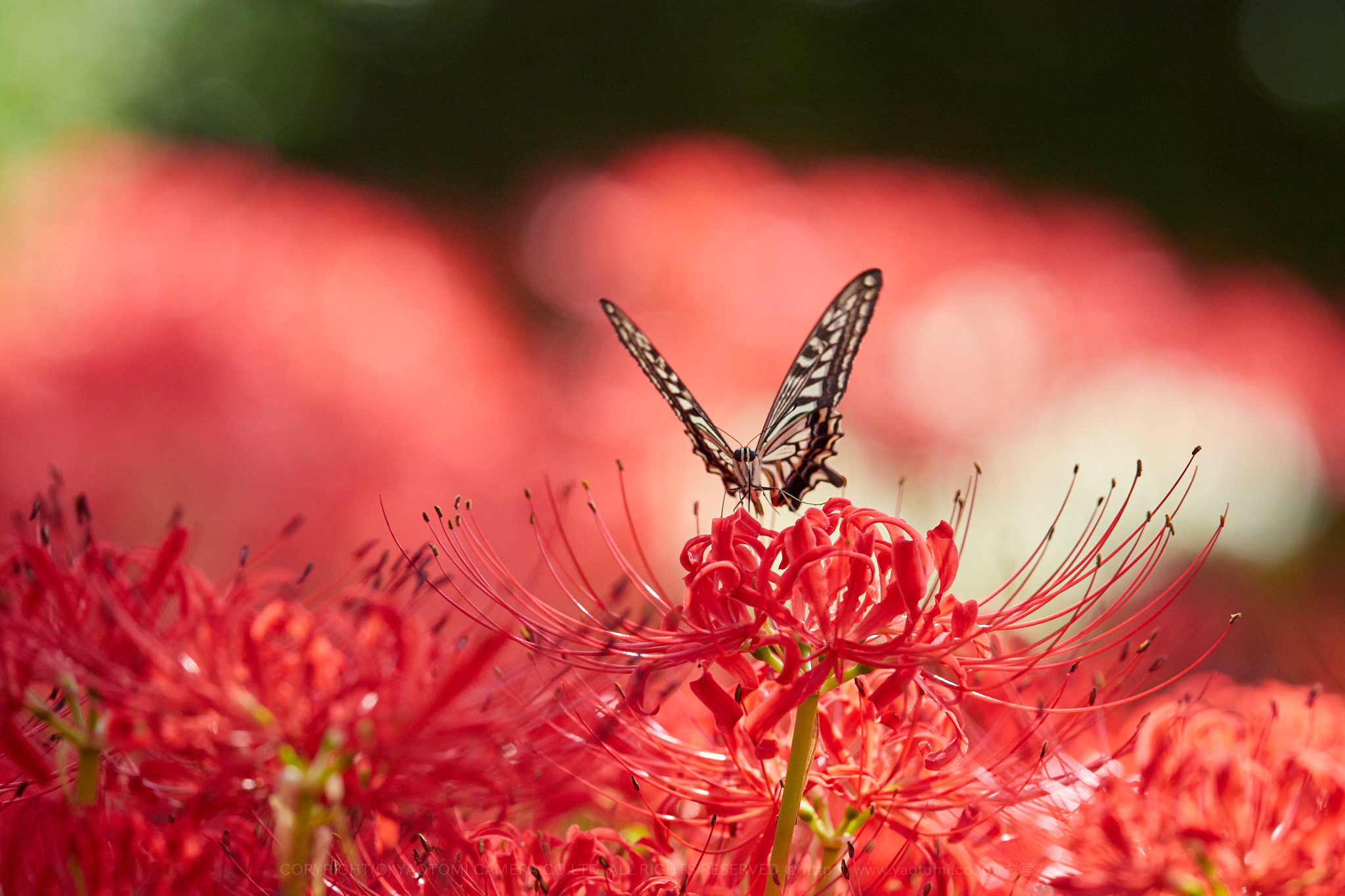 https://www.yaotomi.co.jp/blog/walk/IMG_3076%2C400%20mm%2CF7.1_iso800_2018yaotomi.jpg