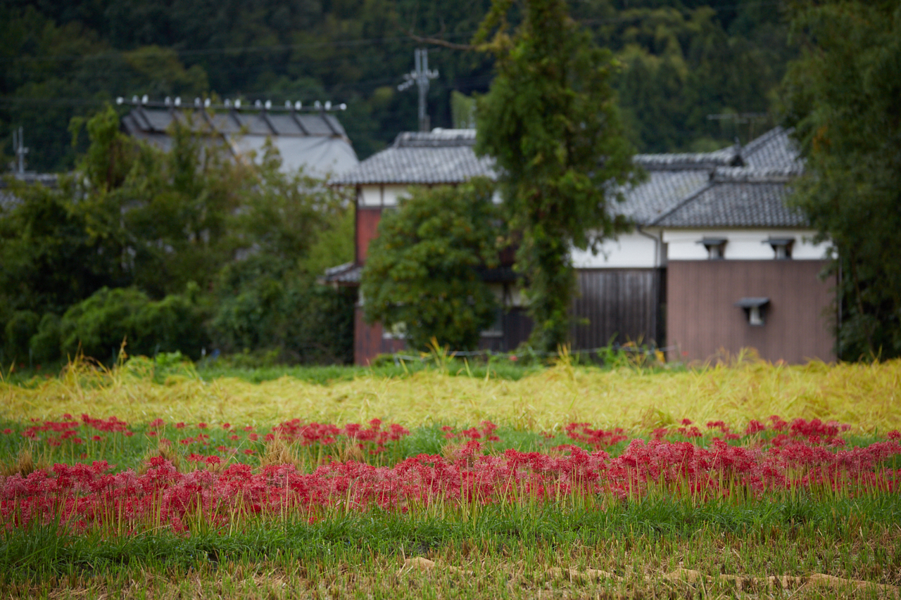 https://www.yaotomi.co.jp/blog/walk/IMG_3300_260%20mm%28F6.3%29iso250_2018yaotomi.jpg