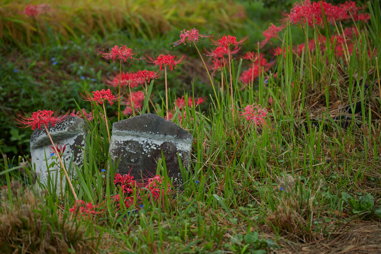 https://www.yaotomi.co.jp/blog/walk/IMG_3341_124%20mm%28F5.6%29iso100_2018yaotomi.jpg