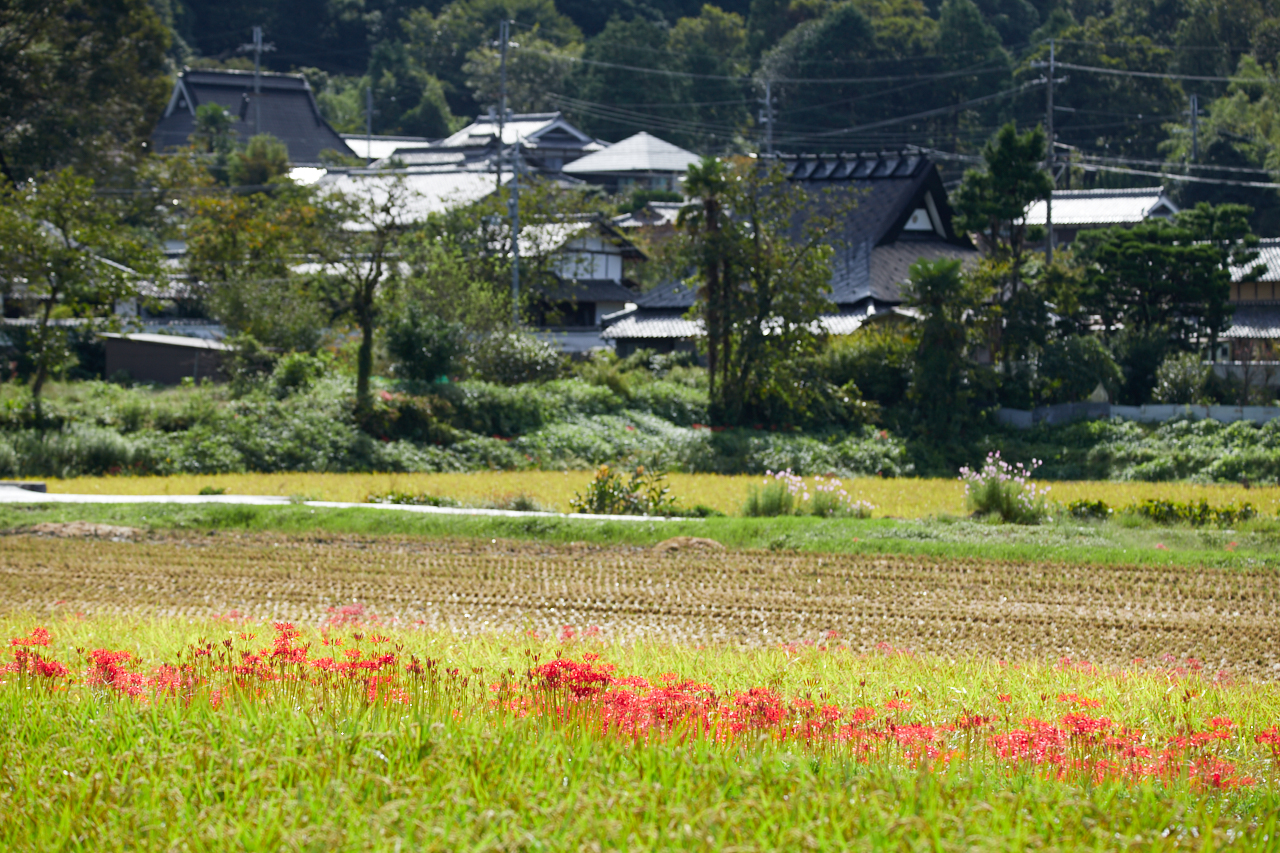 https://www.yaotomi.co.jp/blog/walk/IMG_3363_156%20mm%28F6.3%29iso100_2018yaotomi.jpg