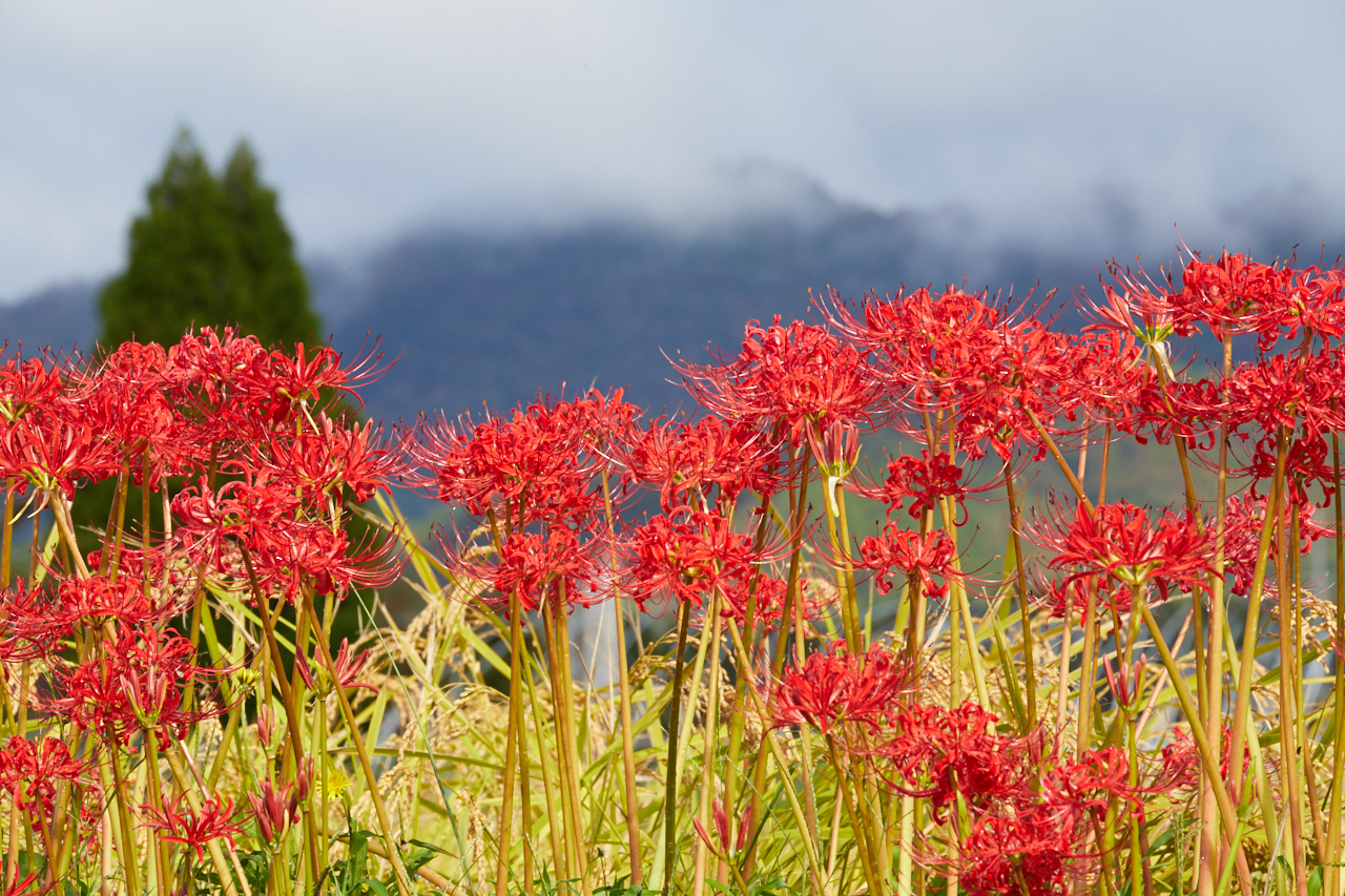 https://www.yaotomi.co.jp/blog/walk/IMG_3373_260%20mm%28F18%29iso320_2018yaotomi.jpg