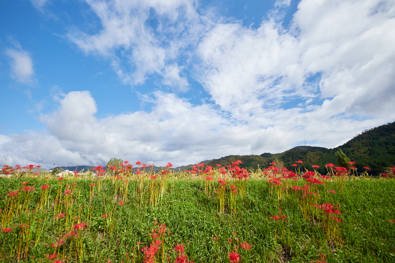 https://www.yaotomi.co.jp/blog/walk/IMG_3387_14%20mm%28F1.8%29iso100_2018yaotomi.jpg