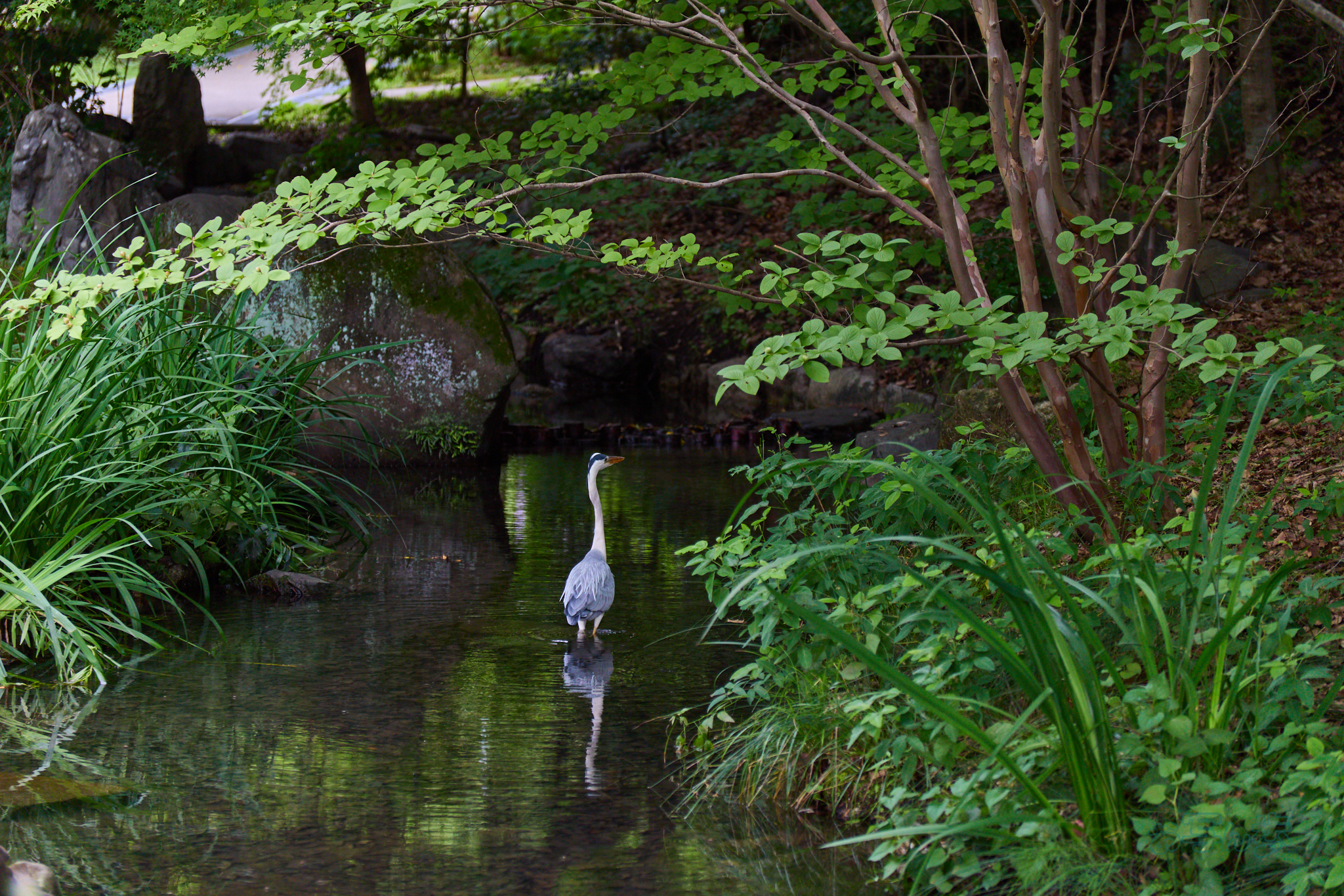 https://www.yaotomi.co.jp/blog/walk/IMG_3405co%2C70%20mm%2CF2.8%2Ciso200%2CTAMRON%2017-70mm%20F2.8%20B070%20RF.jpg