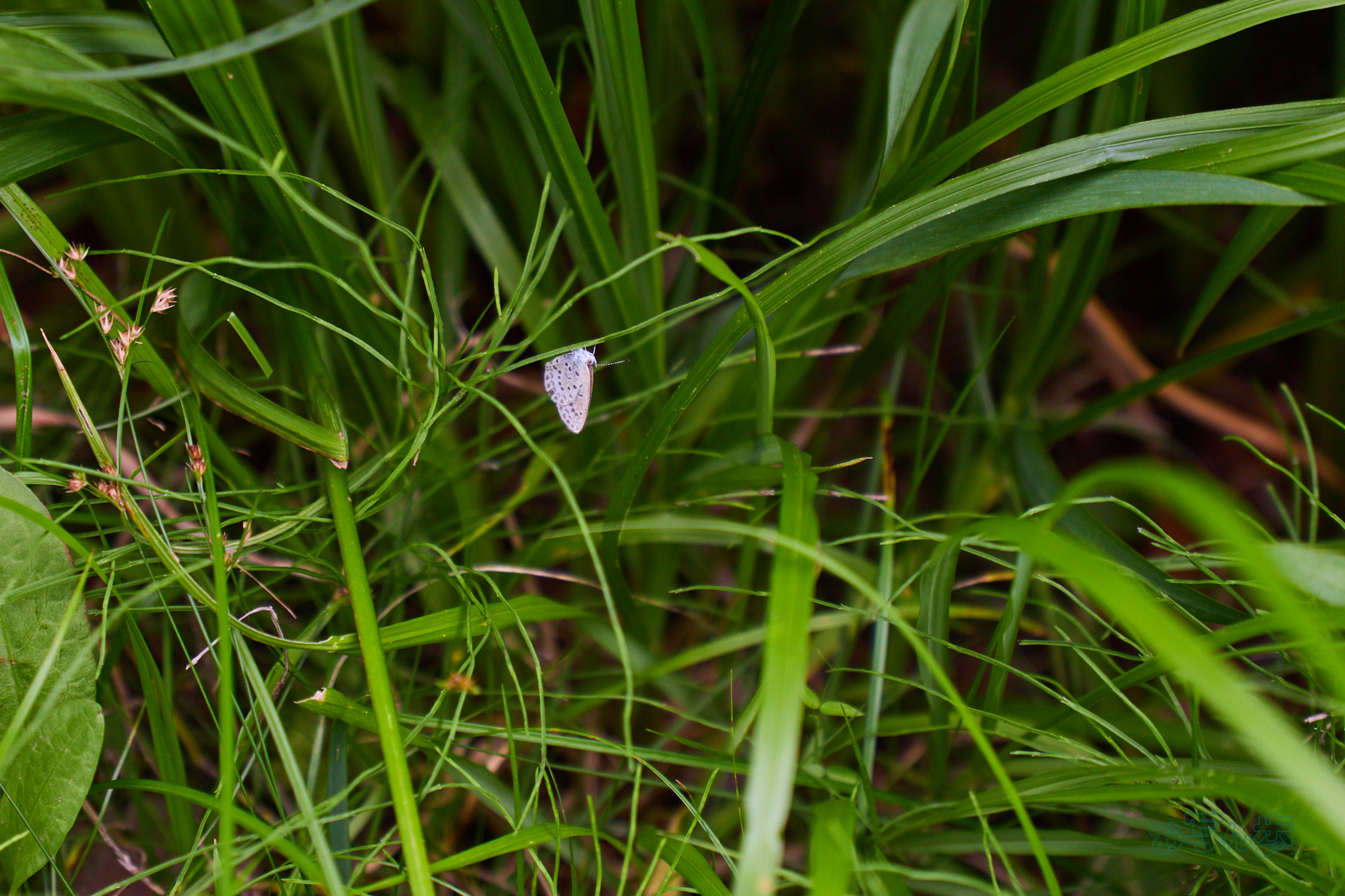 https://www.yaotomi.co.jp/blog/walk/IMG_3417co%2C70%20mm%2CF2.8%2Ciso125%2CTAMRON%2017-70mm%20F2.8%20B070%20RF.jpg