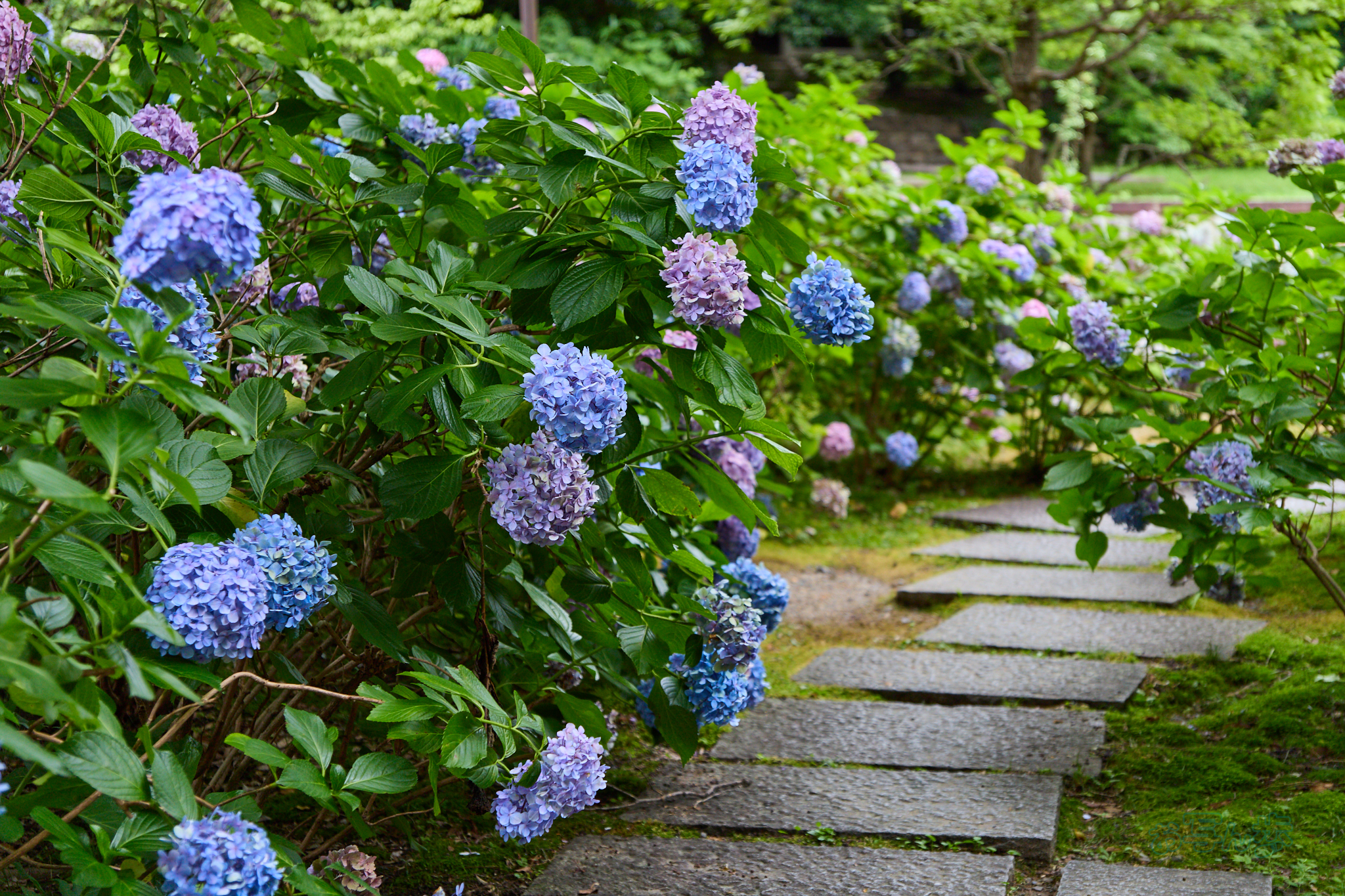 https://www.yaotomi.co.jp/blog/walk/IMG_3447co%2C42%20mm%2CF2.8%2Ciso100%2CTAMRON%2017-70mm%20F2.8%20B070%20RF.jpg