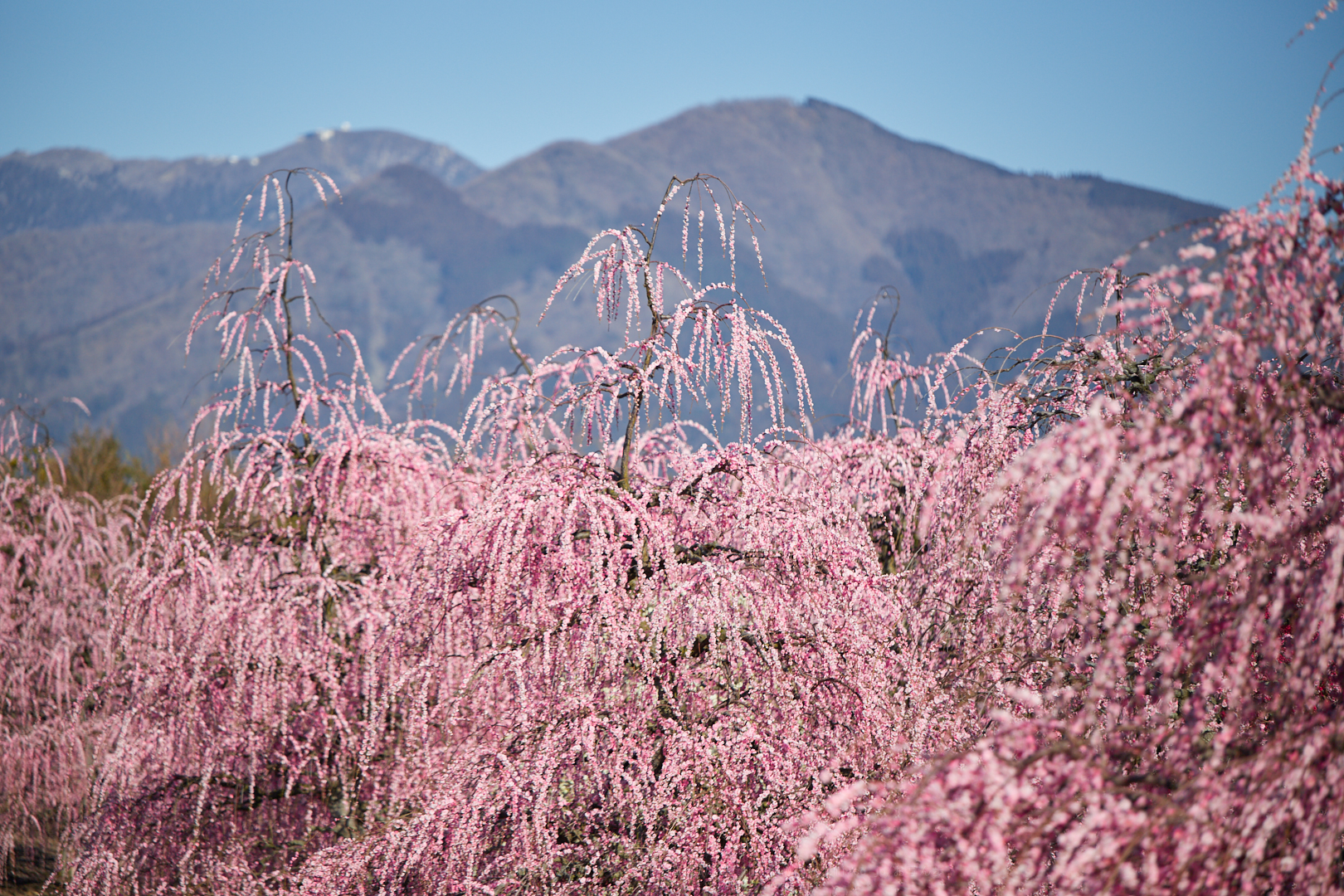 https://www.yaotomi.co.jp/blog/walk/IMG_3577%2C173%20mm%2CF2.8%2C1-3200%20%E7%A7%92%2Ciso100.jpg