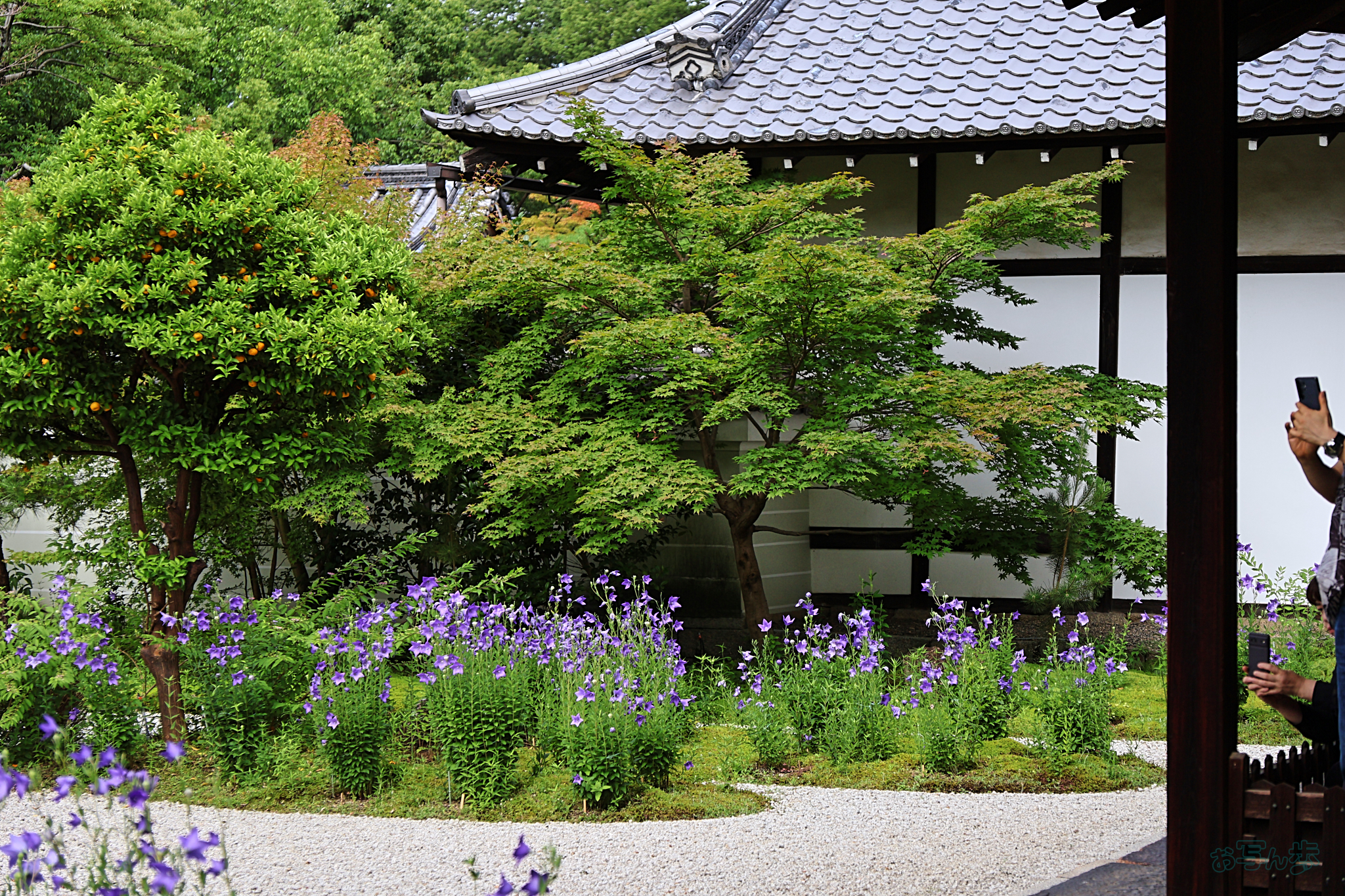 https://www.yaotomi.co.jp/blog/walk/IMG_3681%2C48%20mm%2CF2.8%2Ciso100_TAMRON%2017-70mm%20F2.8%20B070%20RF.jpg