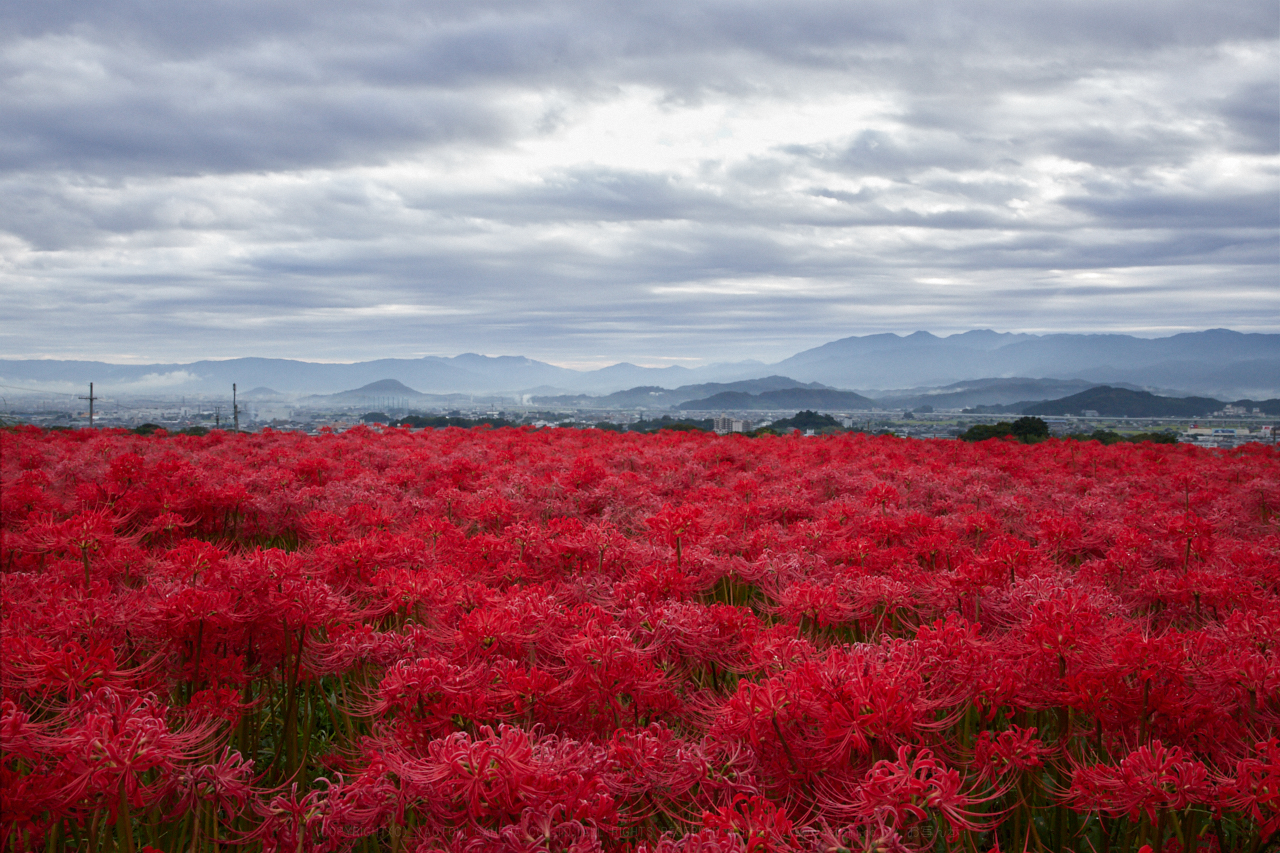 https://www.yaotomi.co.jp/blog/walk/IMG_3690_34%20mm%28F18%29iso1250_2018yaotomi.jpg