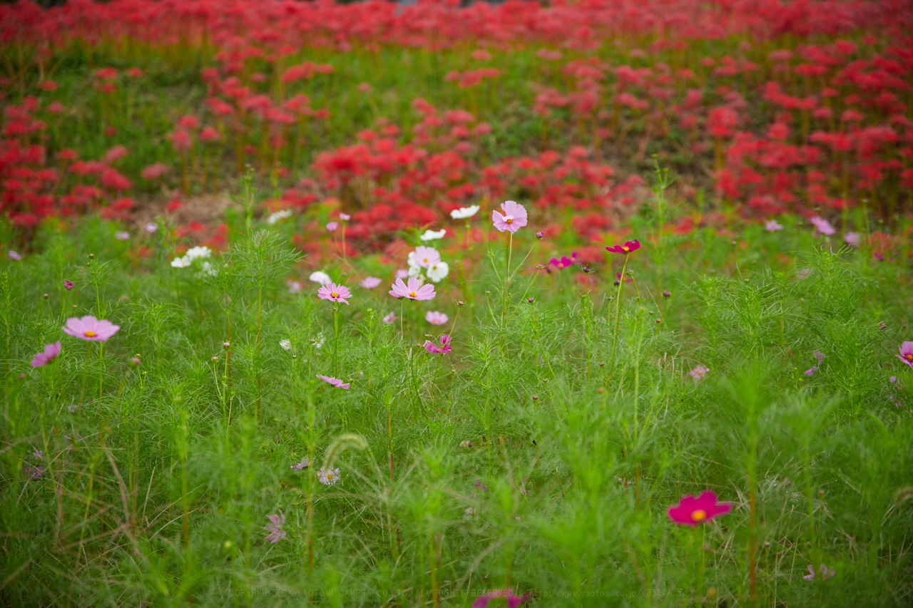 https://www.yaotomi.co.jp/blog/walk/IMG_3744_70%20mm%28F2.8%29iso100_2018yaotomi.jpg