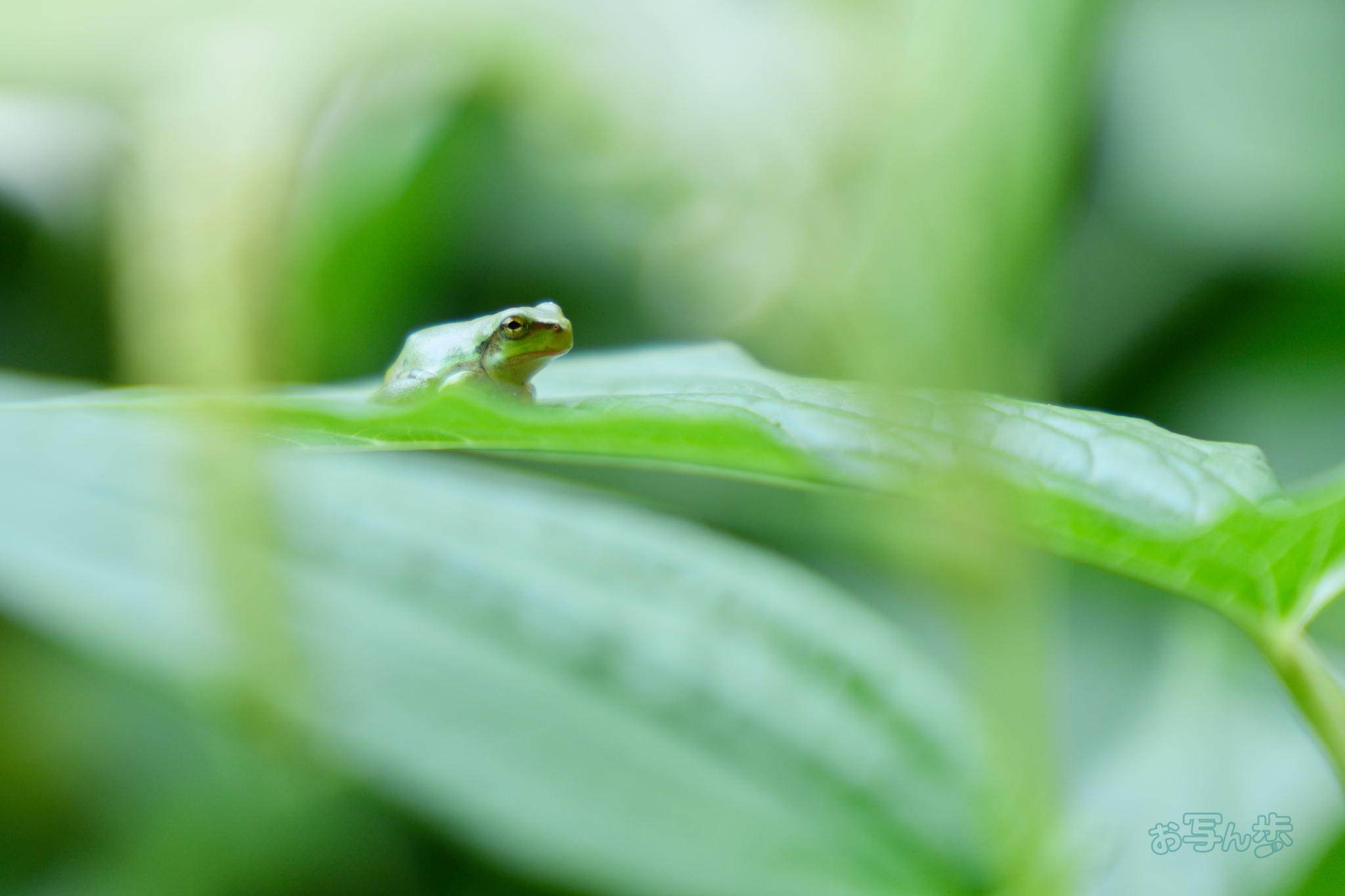 https://www.yaotomi.co.jp/blog/walk/IMG_3854co%2C60%20mm%2CF2.8%2Ciso100%2CTAMRON%2017-70mm%20F2.8%20B070%20RF_1.jpg