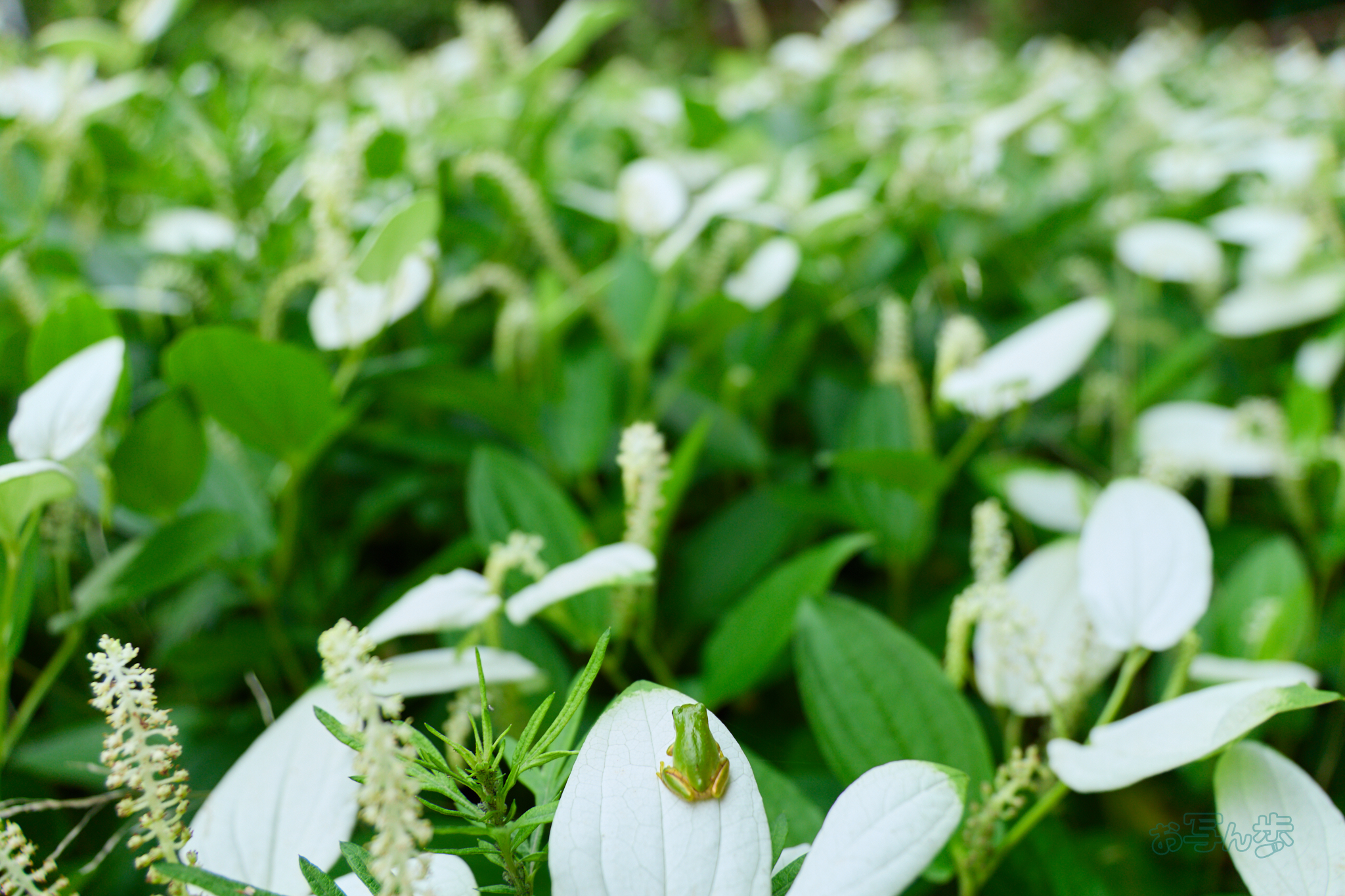 https://www.yaotomi.co.jp/blog/walk/IMG_3872co%2C17%20mm%2CF2.8%2Ciso100%2CTAMRON%2017-70mm%20F2.8%20B070%20RF.jpg
