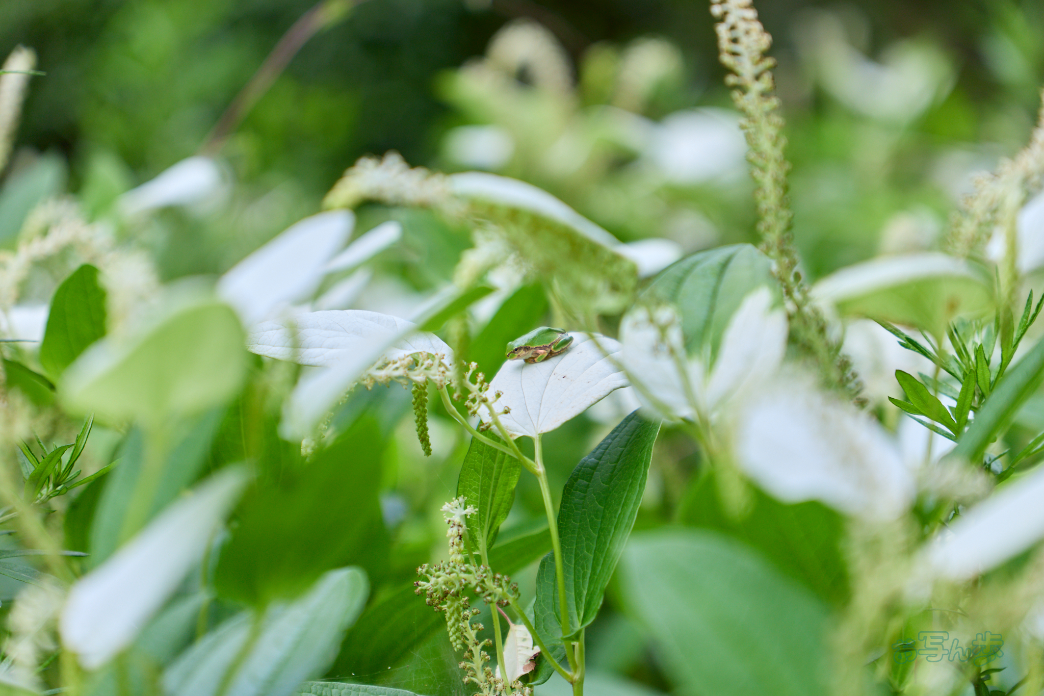 https://www.yaotomi.co.jp/blog/walk/IMG_3890co%2C70%20mm%2CF2.8%2Ciso100%2CTAMRON%2017-70mm%20F2.8%20B070%20RF.jpg
