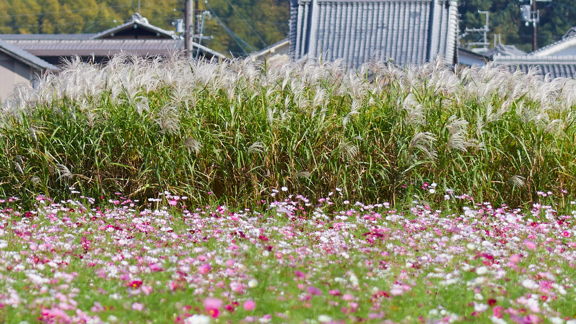 https://www.yaotomi.co.jp/blog/walk/IMG_3964_204%20mm%28F5.6%29iso100_2018yaotomi%201.jpg