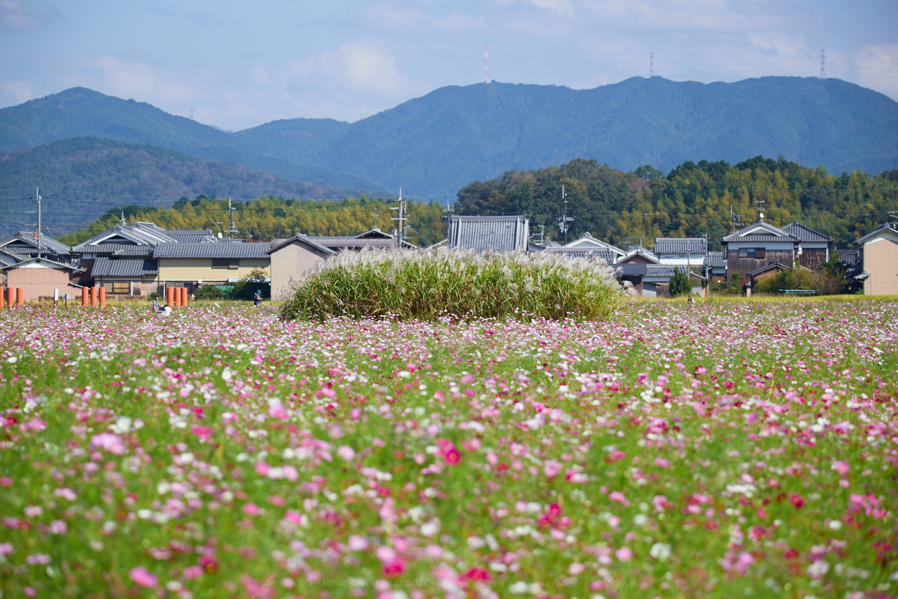 https://www.yaotomi.co.jp/blog/walk/IMG_3964_204%20mm%28F5.6%29iso100_2018yaotomi.jpg