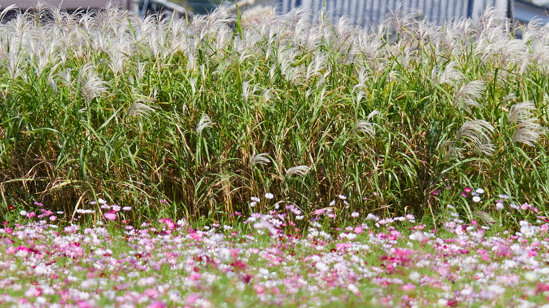 https://www.yaotomi.co.jp/blog/walk/IMG_3965_295%20mm%28F5.6%29iso100_2018yaotomi%201.jpg