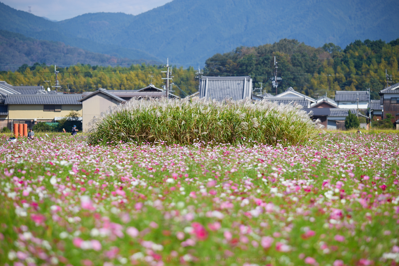 https://www.yaotomi.co.jp/blog/walk/IMG_3965_295%20mm%28F5.6%29iso100_2018yaotomi.jpg