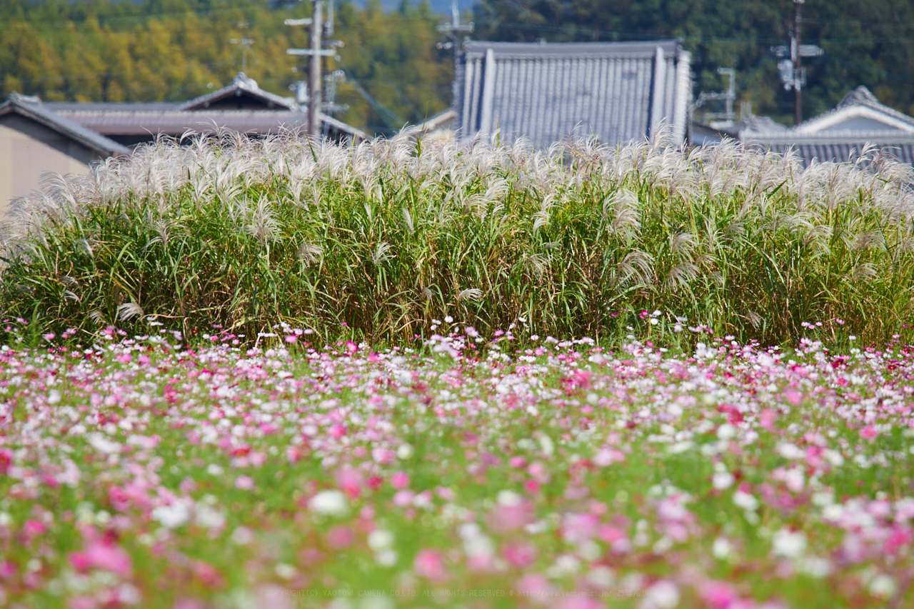 https://www.yaotomi.co.jp/blog/walk/IMG_3968_600%20mm%28F8%29iso100_2018yaotomi.jpg