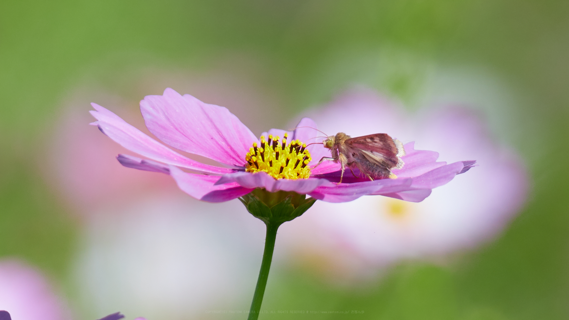 https://www.yaotomi.co.jp/blog/walk/IMG_3992_600%20mm%28F6.3%29iso100_2018yaotomi%201.jpg