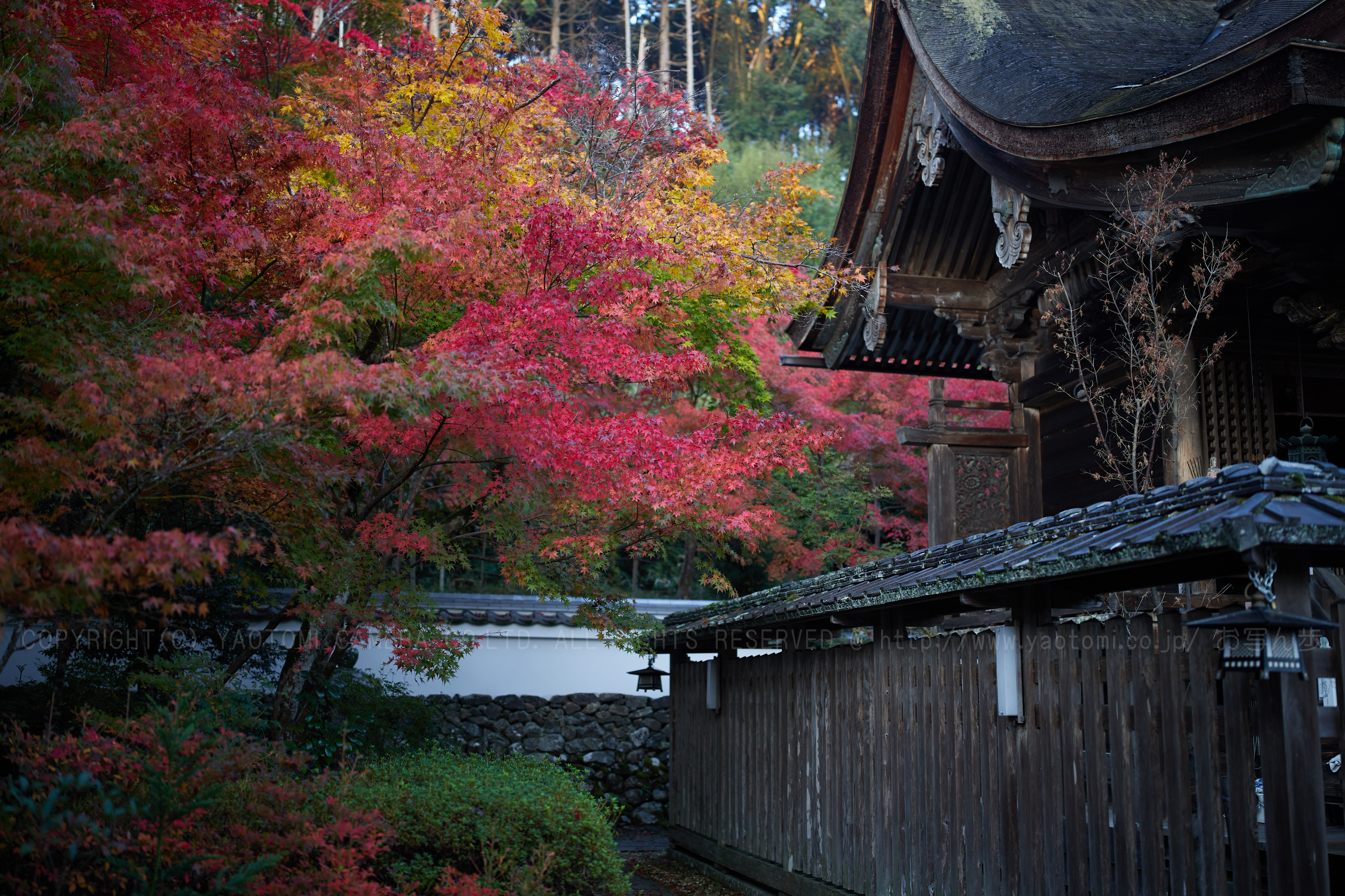 https://www.yaotomi.co.jp/blog/walk/IMG_4110_40%20mm%28F1.4%29iso100_2018yaotomi%201.jpg