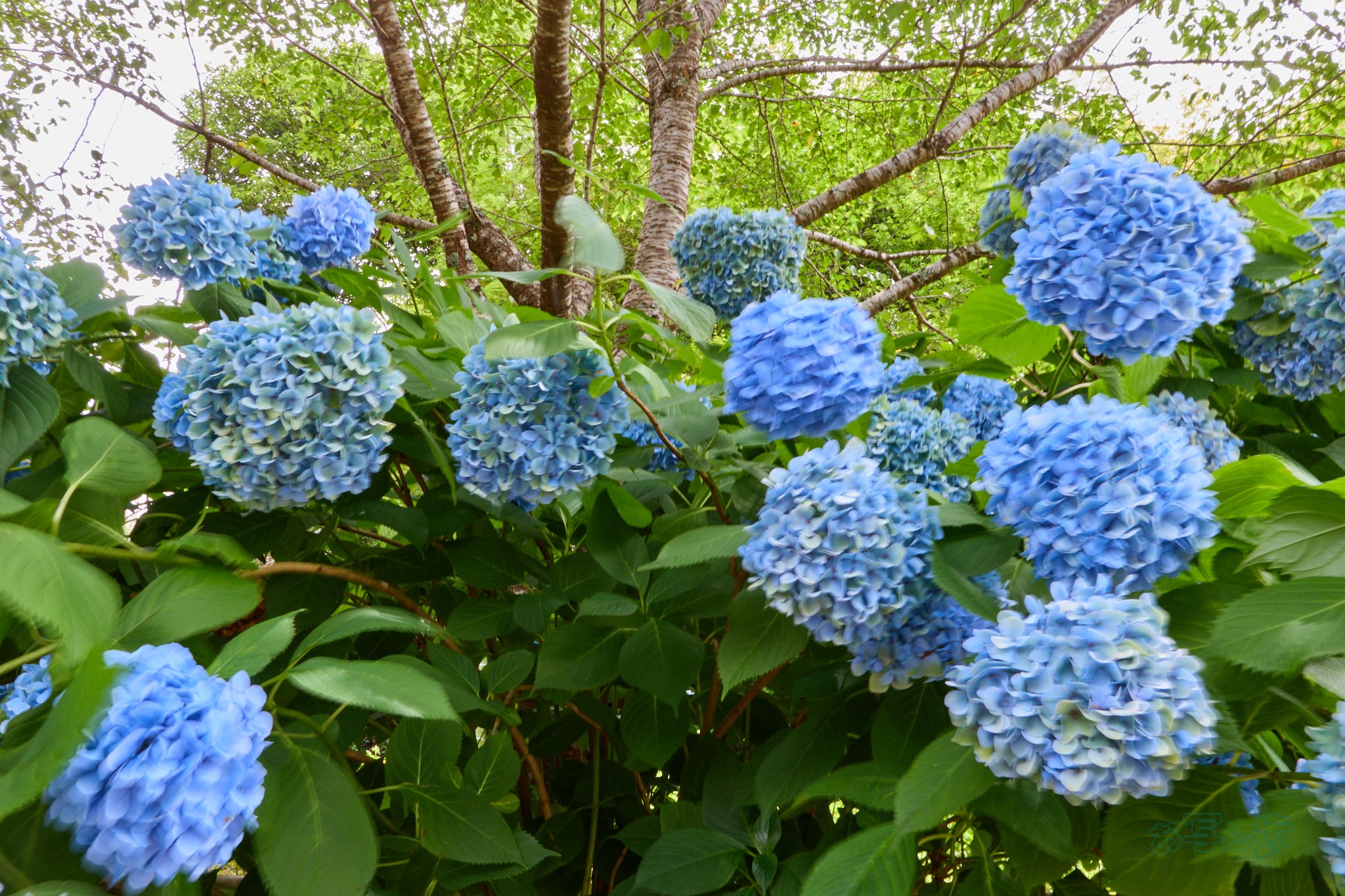 https://www.yaotomi.co.jp/blog/walk/IMG_4112co%2C17%20mm%2CF20%2Ciso100%2CTAMRON%2017-70mm%20F2.8%20B070%20RF.jpg