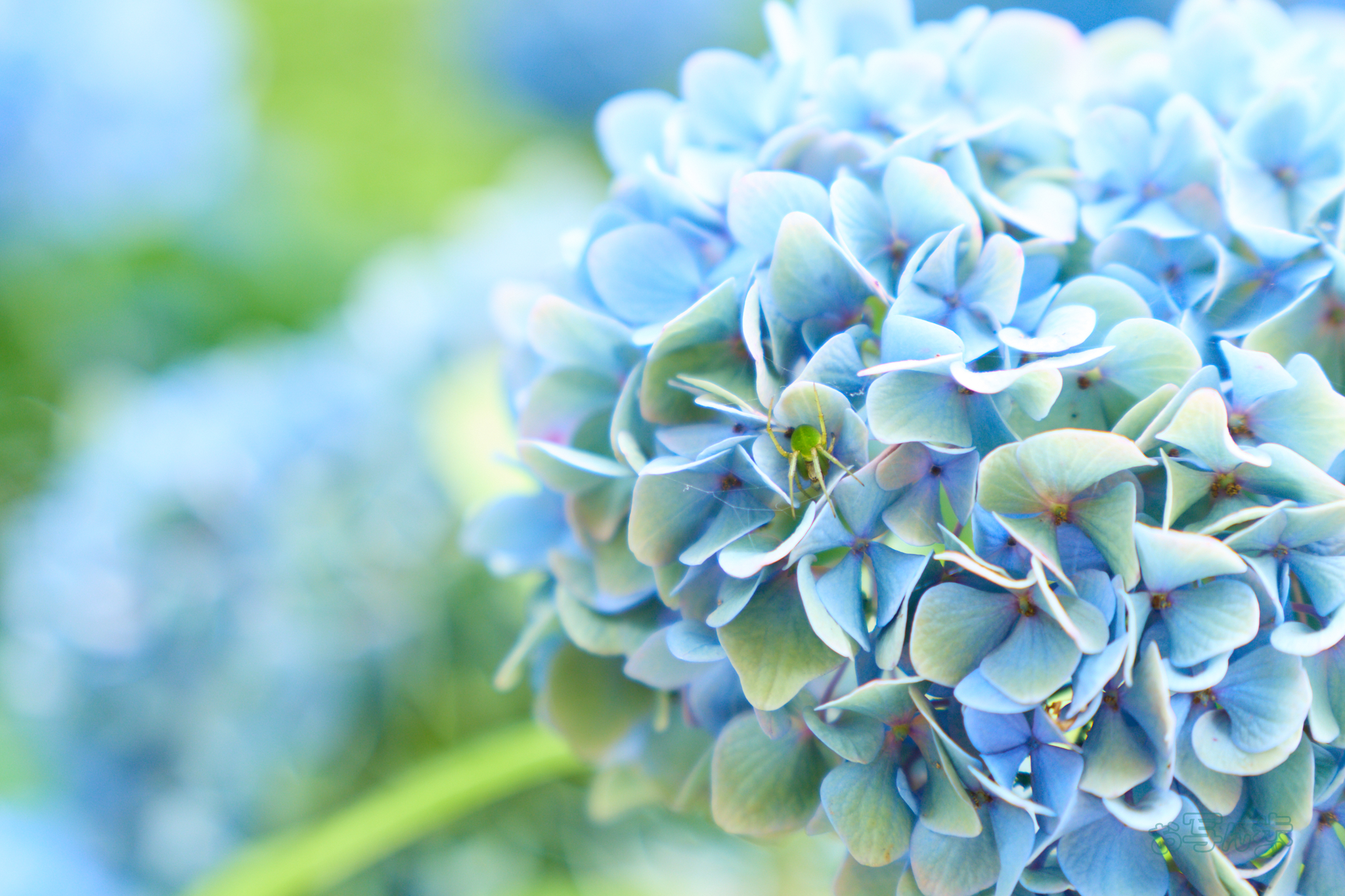 https://www.yaotomi.co.jp/blog/walk/IMG_4125co%2C58%20mm%2CF2.8%2Ciso100%2CTAMRON%2017-70mm%20F2.8%20B070%20RF.jpg