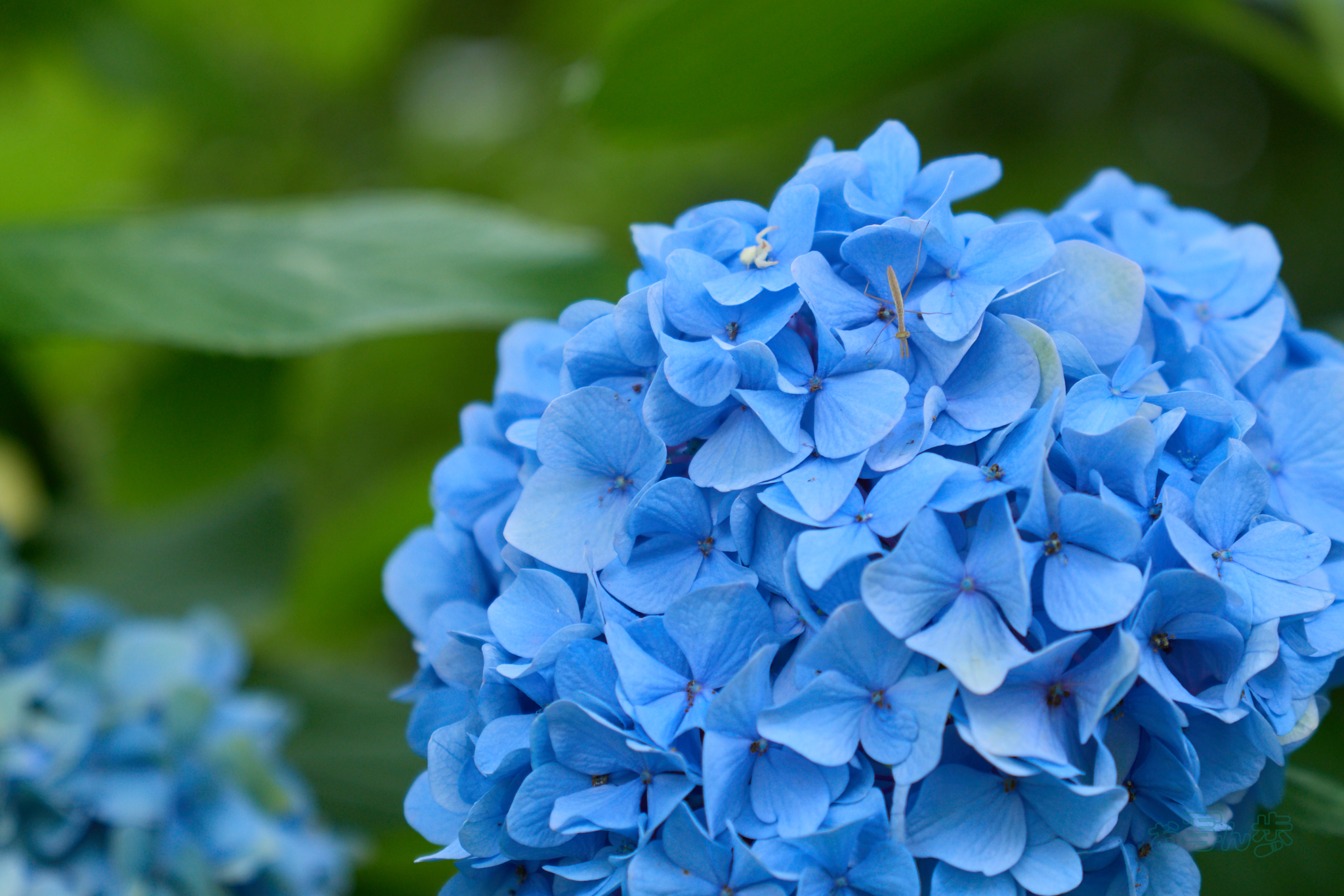 https://www.yaotomi.co.jp/blog/walk/IMG_4163co%2C70%20mm%2CF2.8%2Ciso100%2CTAMRON%2017-70mm%20F2.8%20B070%20RF.jpg