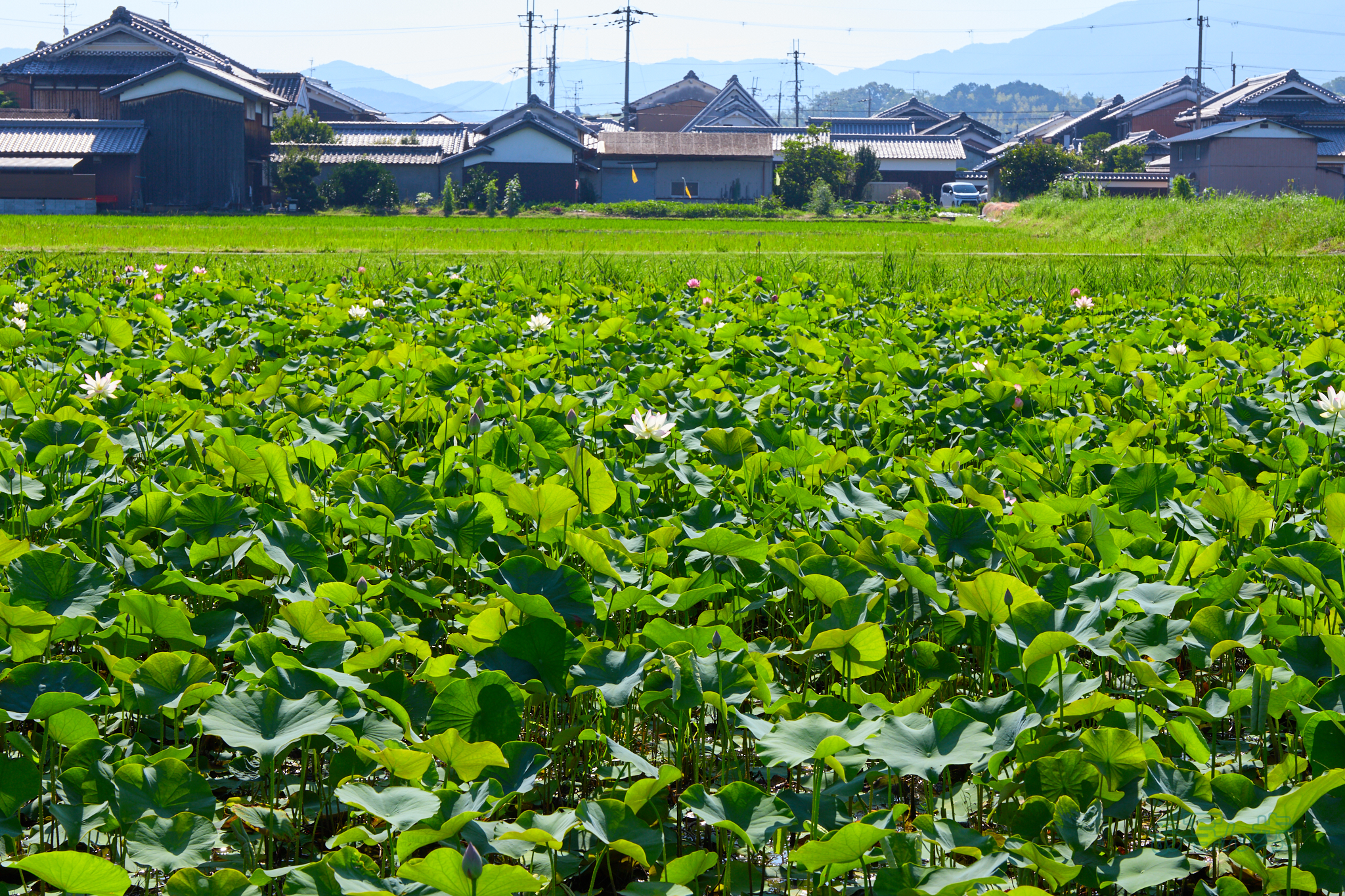 https://www.yaotomi.co.jp/blog/walk/IMG_4203co%2C47%20mm%2CF9%2Ciso100%2CTAMRON%2017-70mm%20F2.8%20B070%20RF.jpg