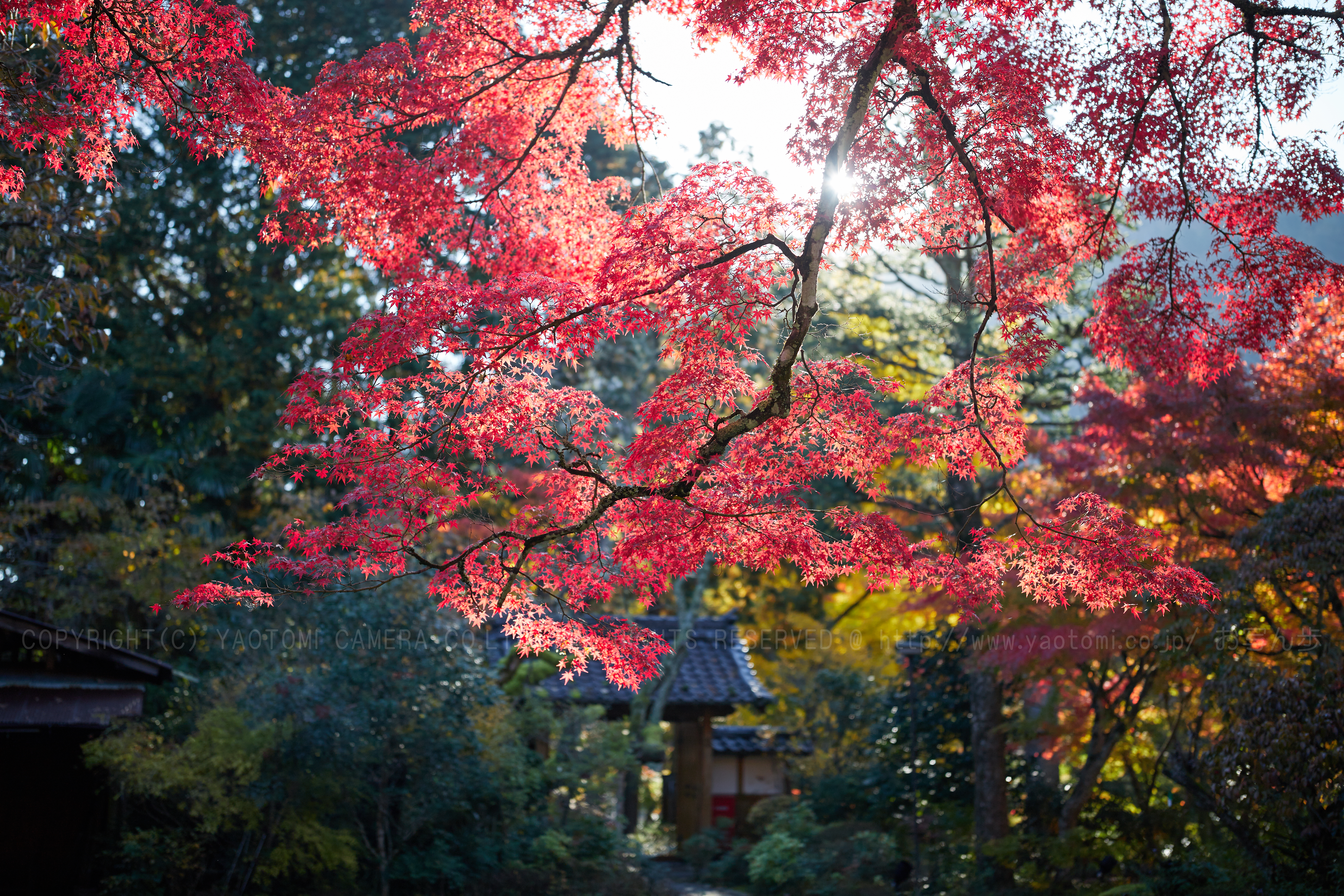 https://www.yaotomi.co.jp/blog/walk/IMG_4217_40%20mm%28F1.4%29iso100_2018yaotomi%201.jpg