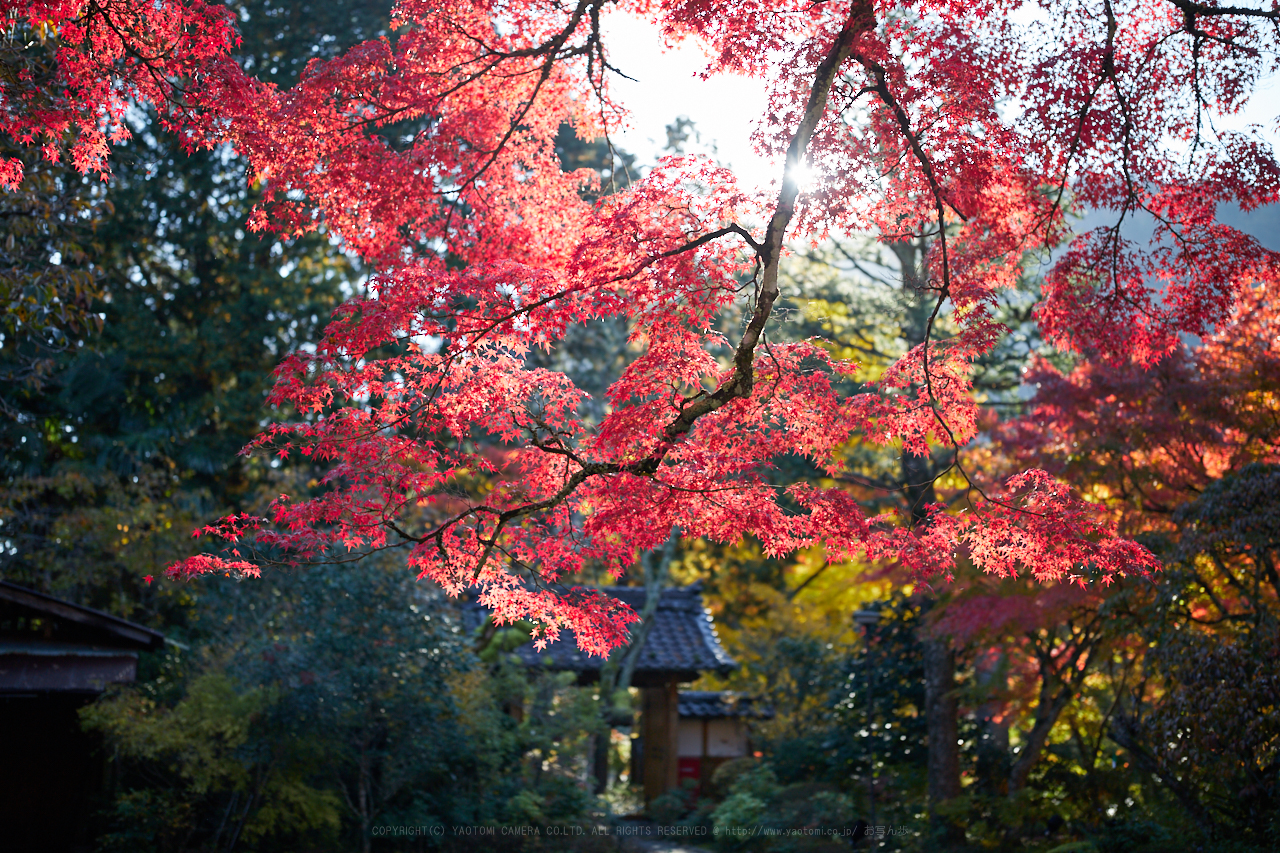 https://www.yaotomi.co.jp/blog/walk/IMG_4217_40%20mm%28F1.4%29iso100_2018yaotomi.jpg