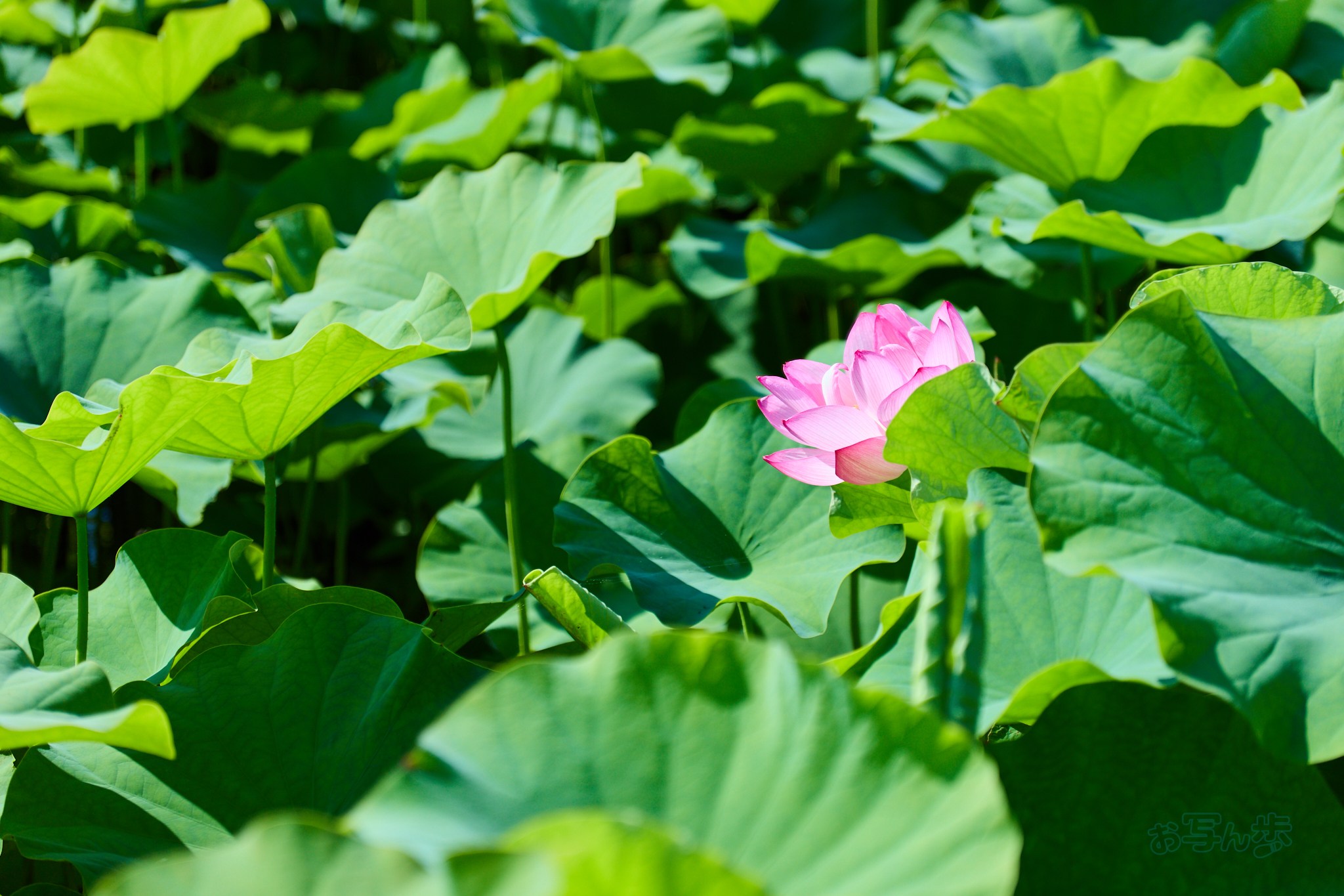 https://www.yaotomi.co.jp/blog/walk/IMG_4316co%2C70%20mm%2CF2.8%2Ciso100%2CTAMRON%2017-70mm%20F2.8%20B070%20RF.jpg