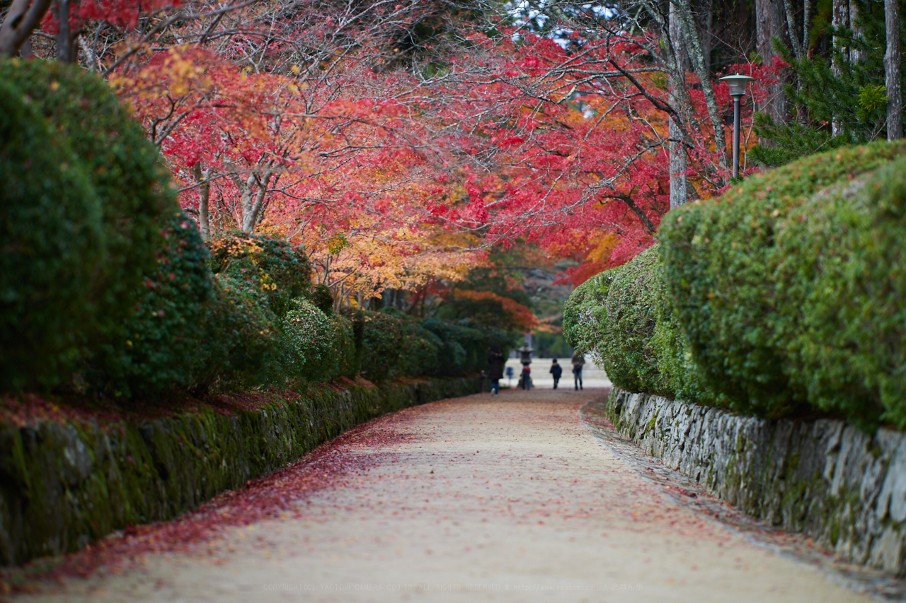 https://www.yaotomi.co.jp/blog/walk/IMG_4720_135%20mm%28F1.8%29iso100_2018yaotomi.jpg