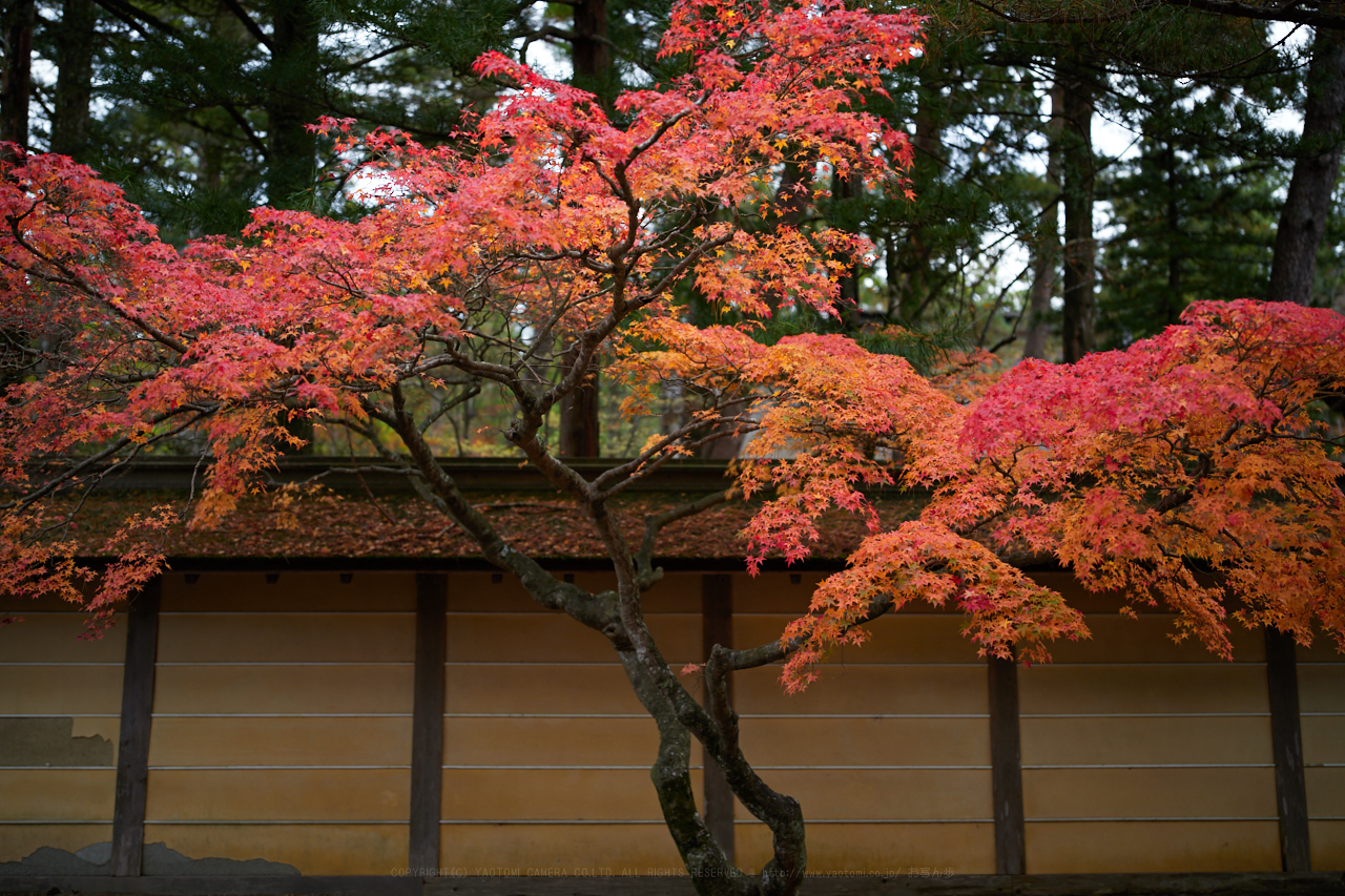 https://www.yaotomi.co.jp/blog/walk/IMG_4759_40%20mm%28F1.4%29iso100_2018yaotomi.jpg