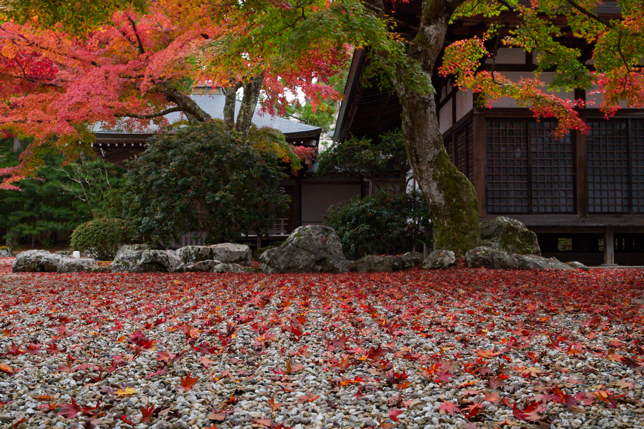 https://www.yaotomi.co.jp/blog/walk/IMG_4885_40%20mm%28F16%29iso1600_2018yaotomi.jpg