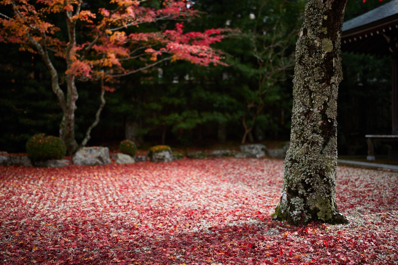 https://www.yaotomi.co.jp/blog/walk/IMG_4895_40%20mm%28F1.4%29iso100_2018yaotomi.jpg