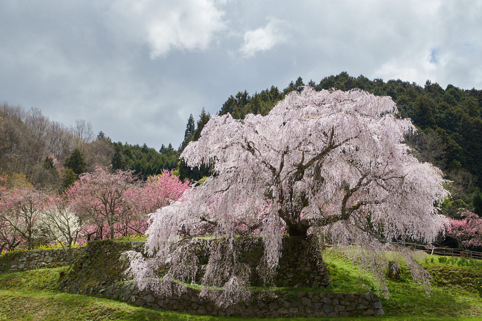 https://www.yaotomi.co.jp/blog/walk/IMG_5186%2C57%20mm%2CF8%2C1-250%20%E7%A7%92%2Ciso100.jpg