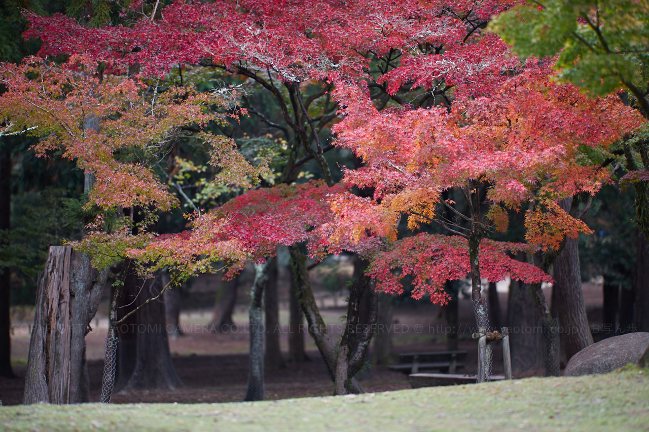 https://www.yaotomi.co.jp/blog/walk/IMG_5739%2C135%20mm%2CF1.8_iso100_2018yaotomi.jpg