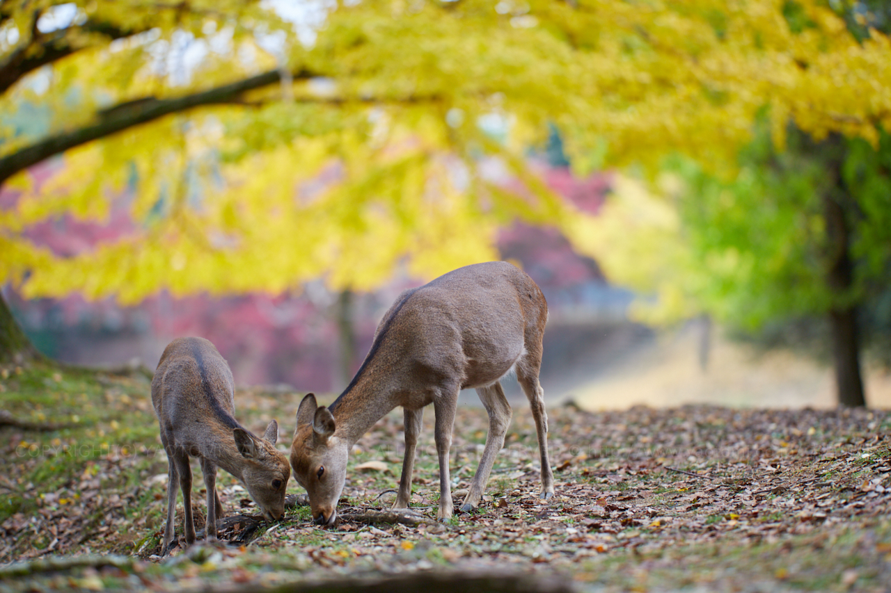 https://www.yaotomi.co.jp/blog/walk/IMG_5899%2C135%20mm%2CF1.8_iso100_2018yaotomi.jpg