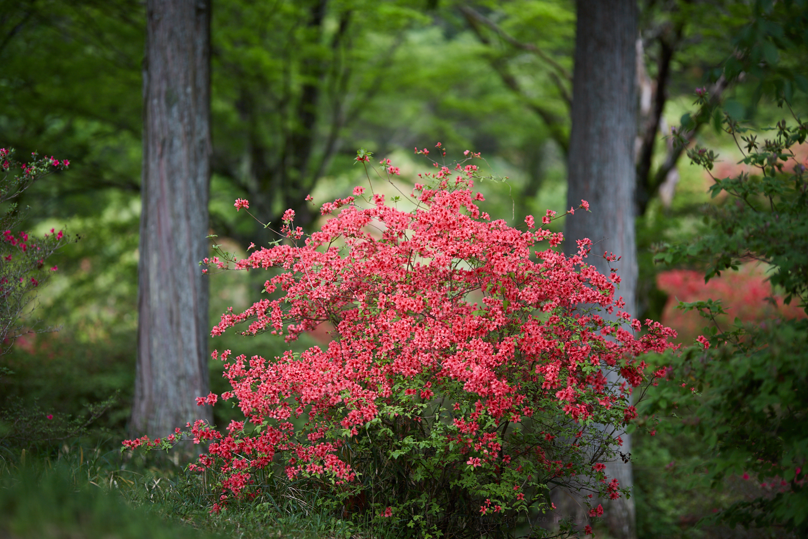 https://www.yaotomi.co.jp/blog/walk/IMG_6434%2C105%20mm%2CF1.4%2Ciso100.jpg