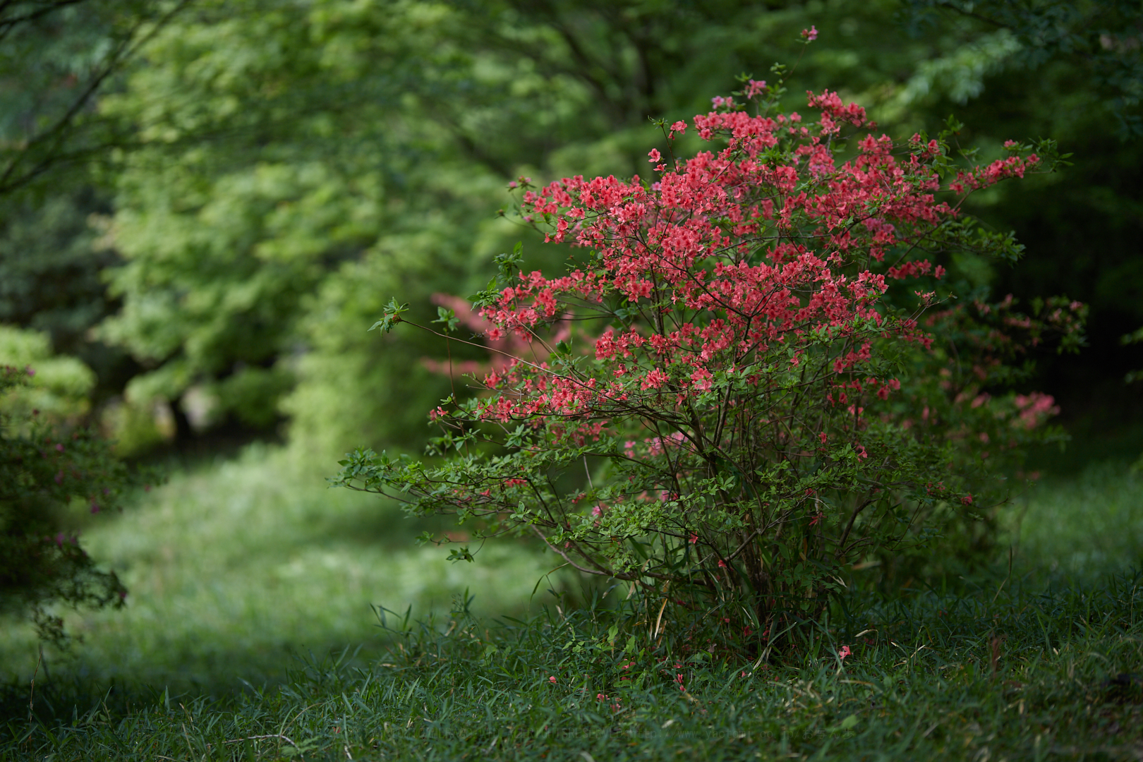 https://www.yaotomi.co.jp/blog/walk/IMG_6457%2C105%20mm%2CF1.4%2Ciso100.jpg