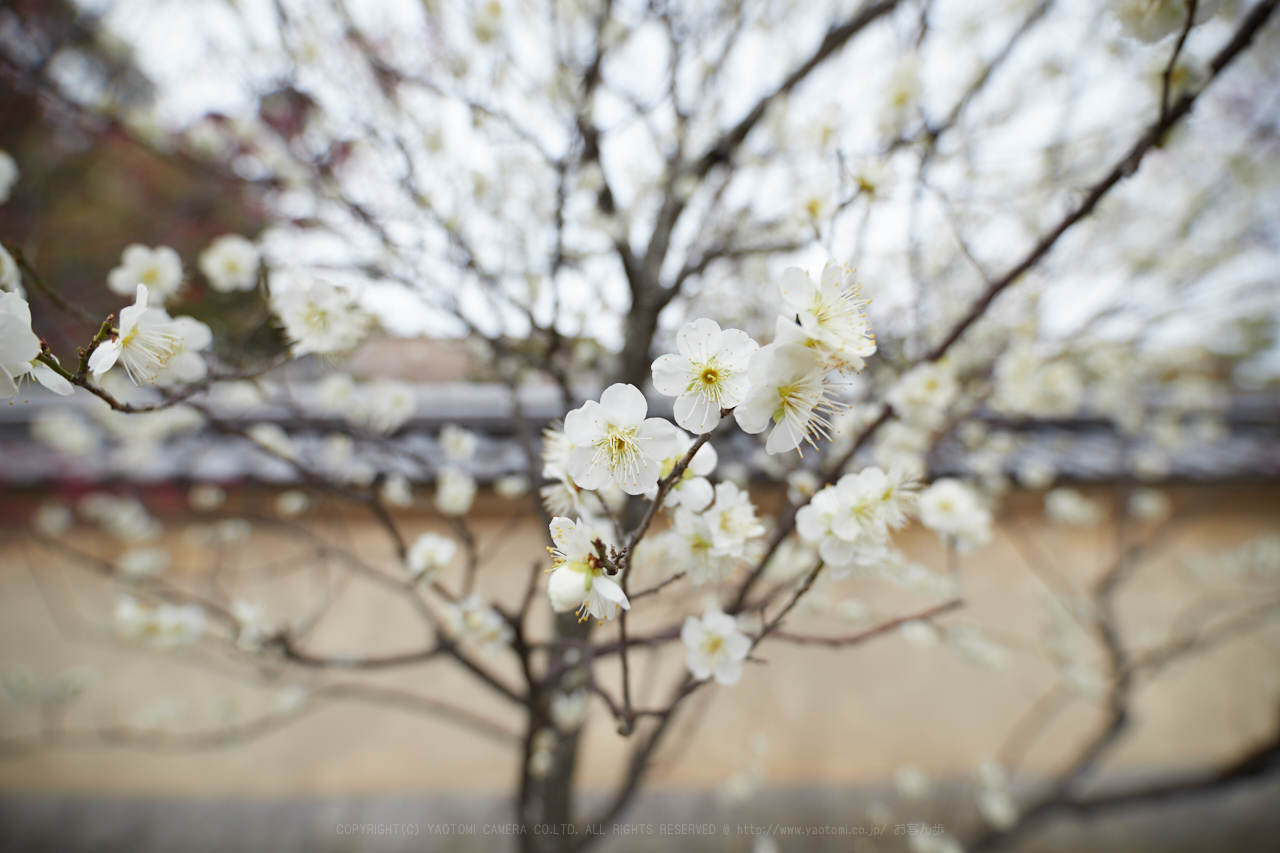 https://www.yaotomi.co.jp/blog/walk/IMG_8778_14%20mm_F2.8_2018yaotomi.jpg