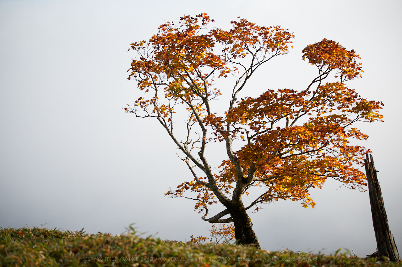 https://www.yaotomi.co.jp/blog/walk/IMG_8855%2C100%20mm%2C17-10-18_yaotomi.jpg