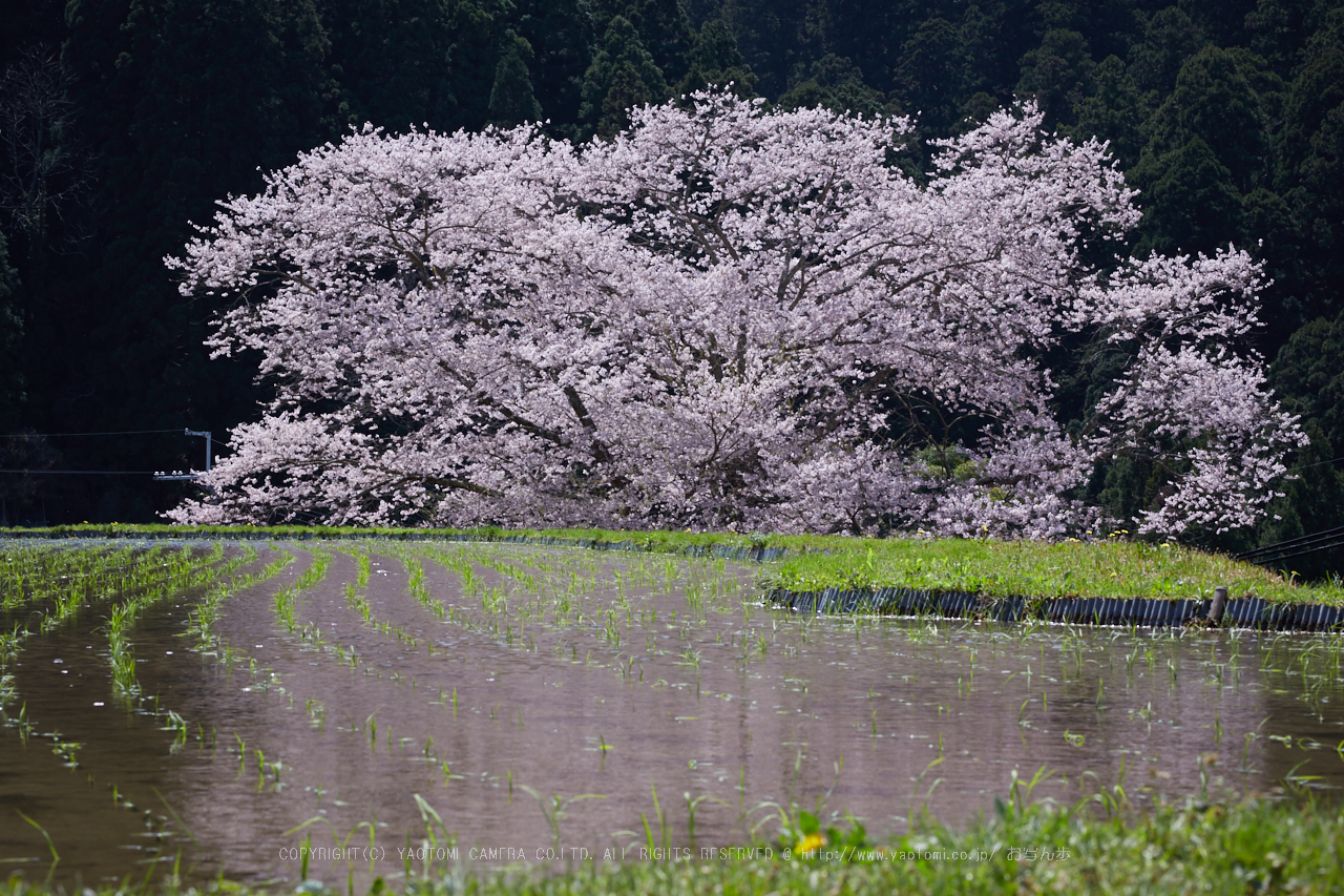 https://www.yaotomi.co.jp/blog/walk/IMG_9081%2C2017yaotomi_.jpg